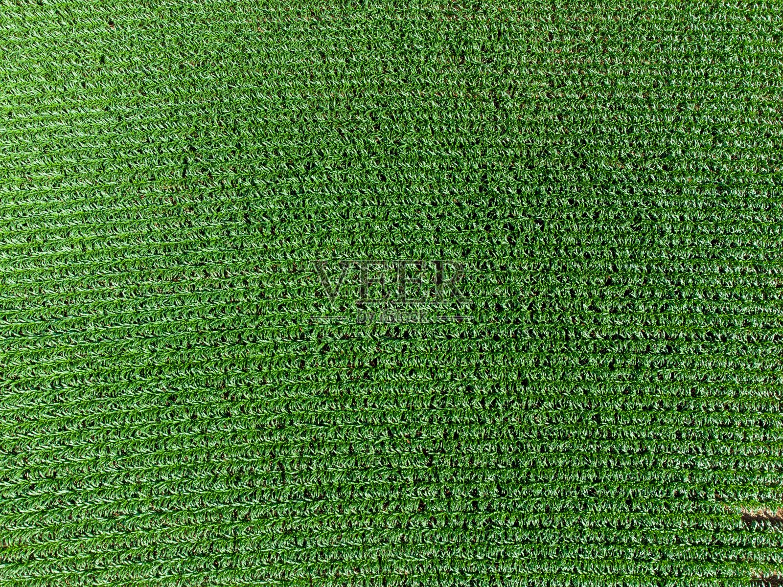 玉米田鸟瞰图照片摄影图片