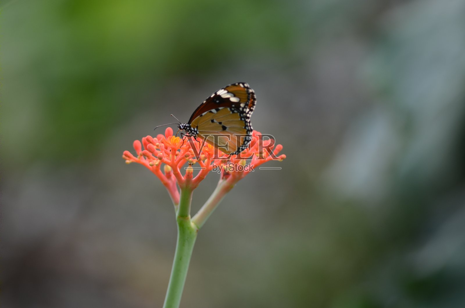 一只蝴蝶在一朵红花上照片摄影图片
