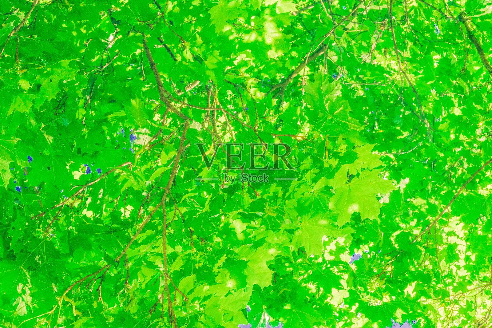 蓝色背景上的绿枫叶。照片摄影图片