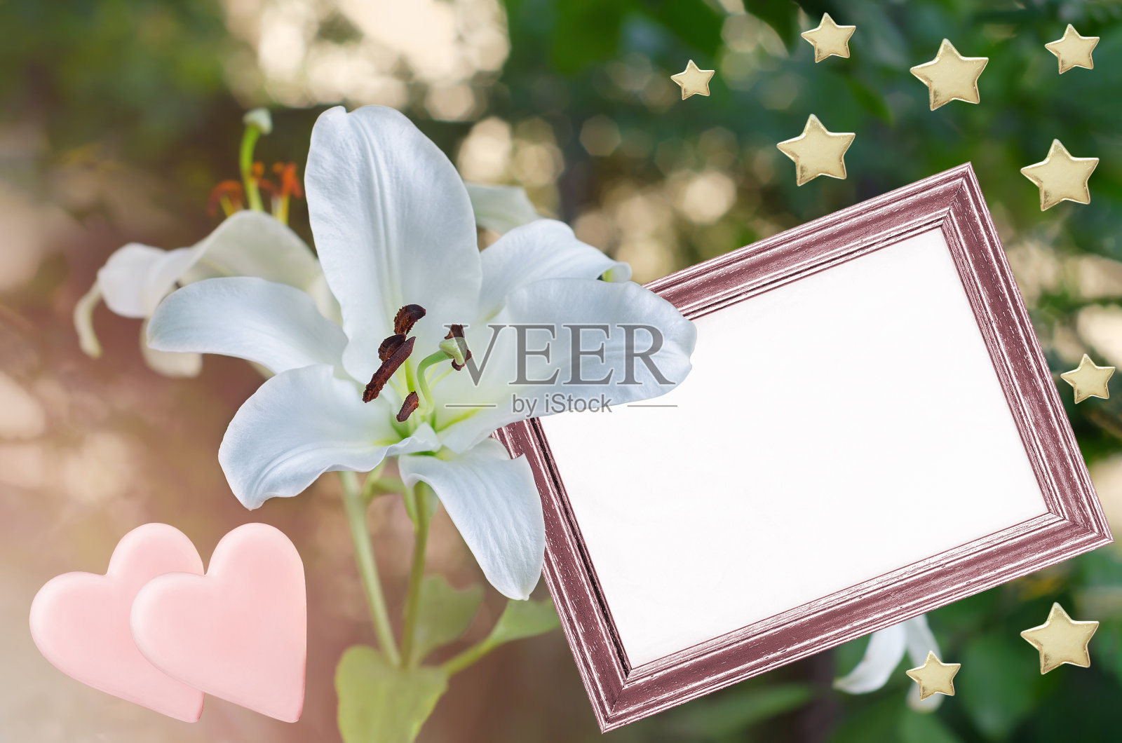 明信片上的白色百合在花园里，一个空的文本框和节日装饰照片摄影图片