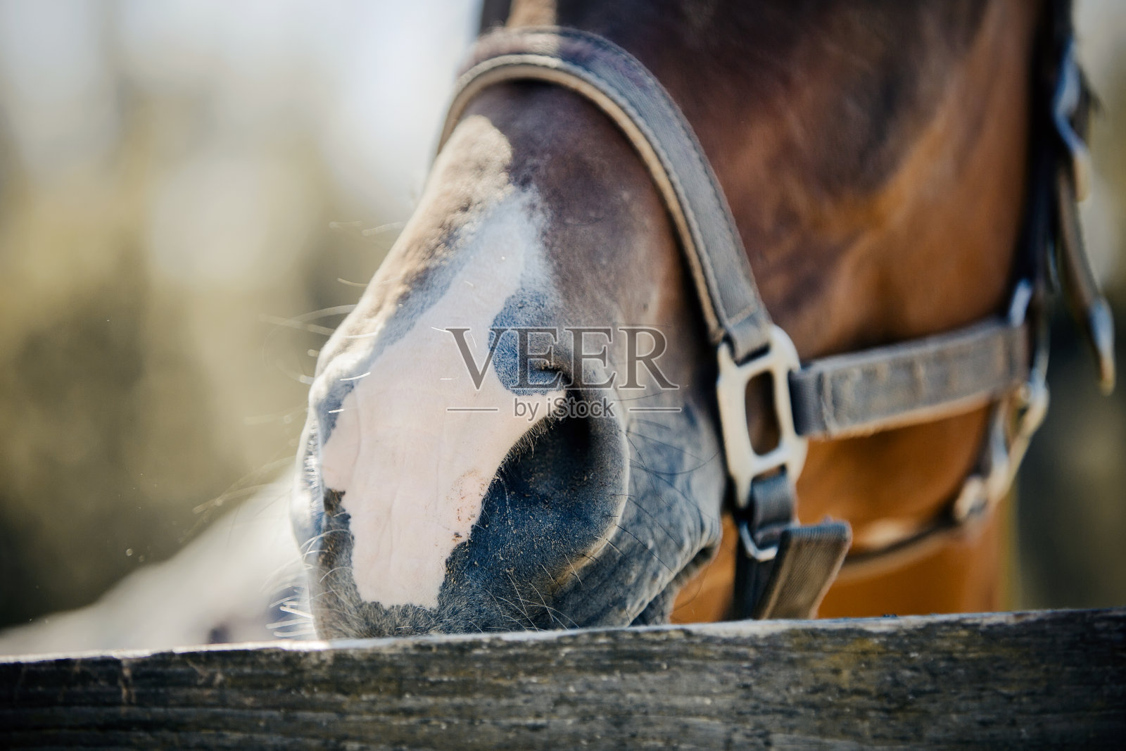 马场中笼头上的马的鼻子。马的口部靠近。照片摄影图片