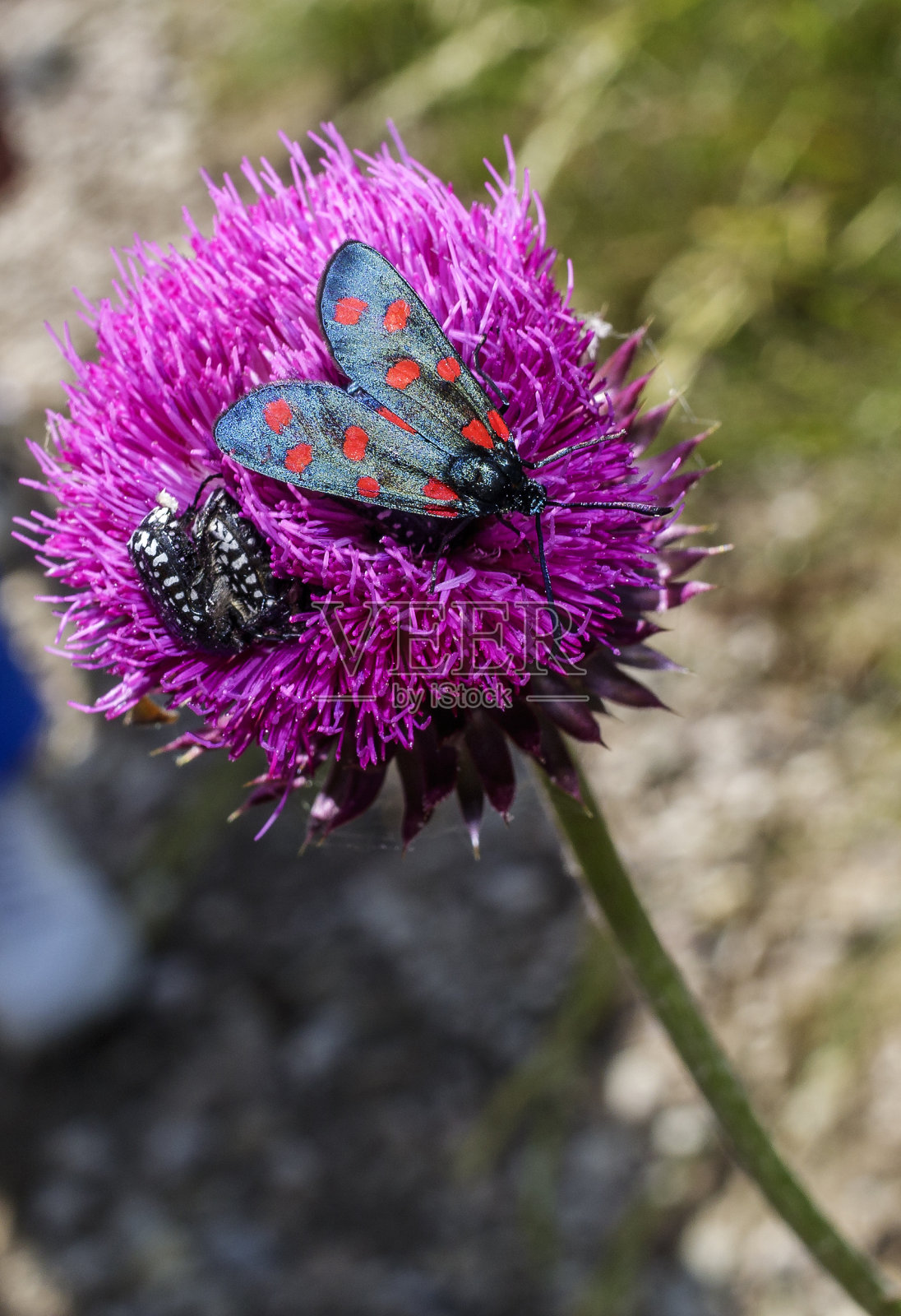 坐着一只蝴蝶照片摄影图片