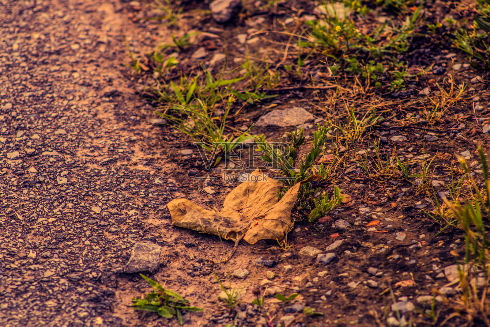 垂死的叶子照片摄影图片