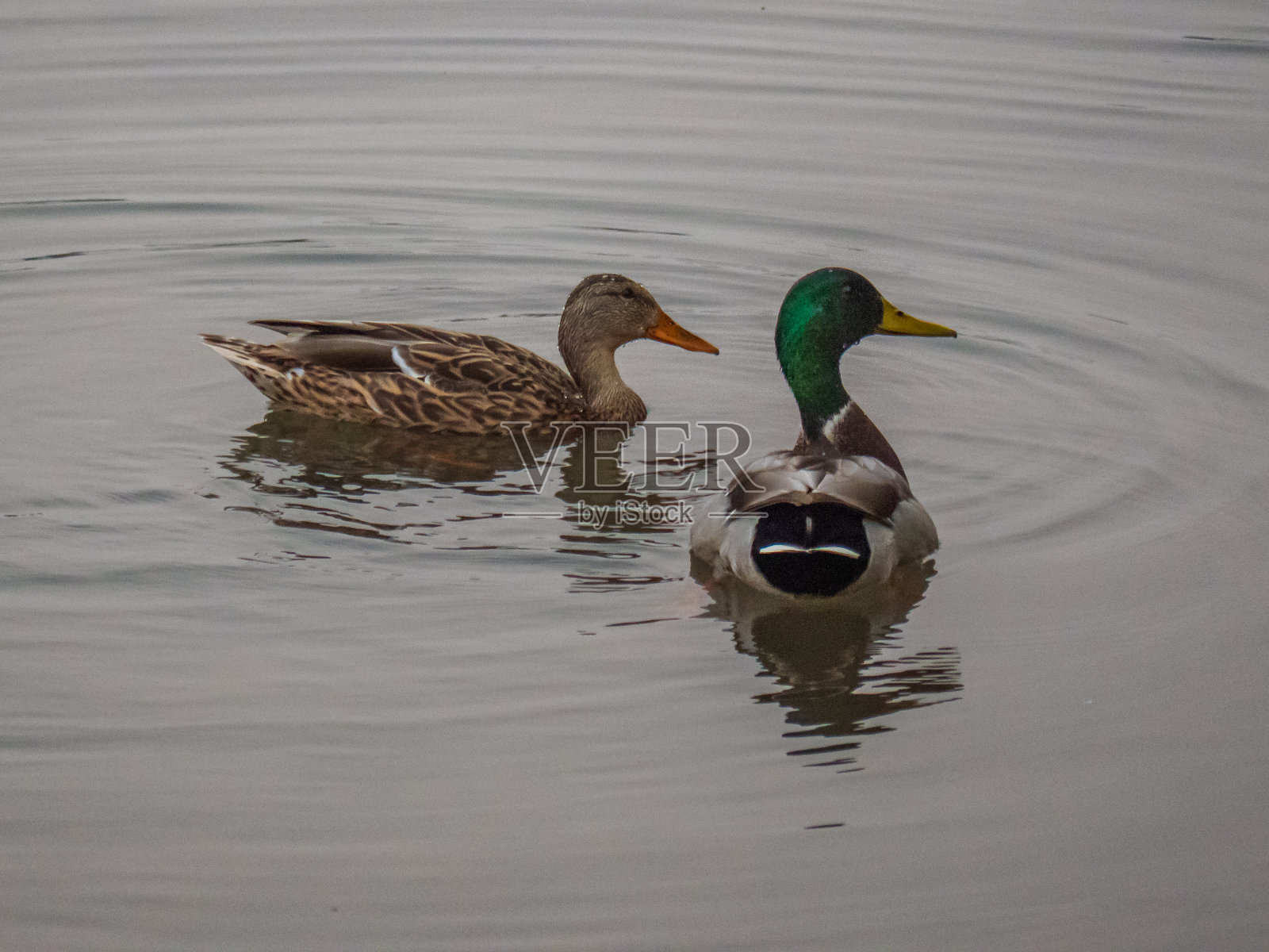 一对绿头鸭漂浮在美国河流下游，加州萨克拉门托照片摄影图片