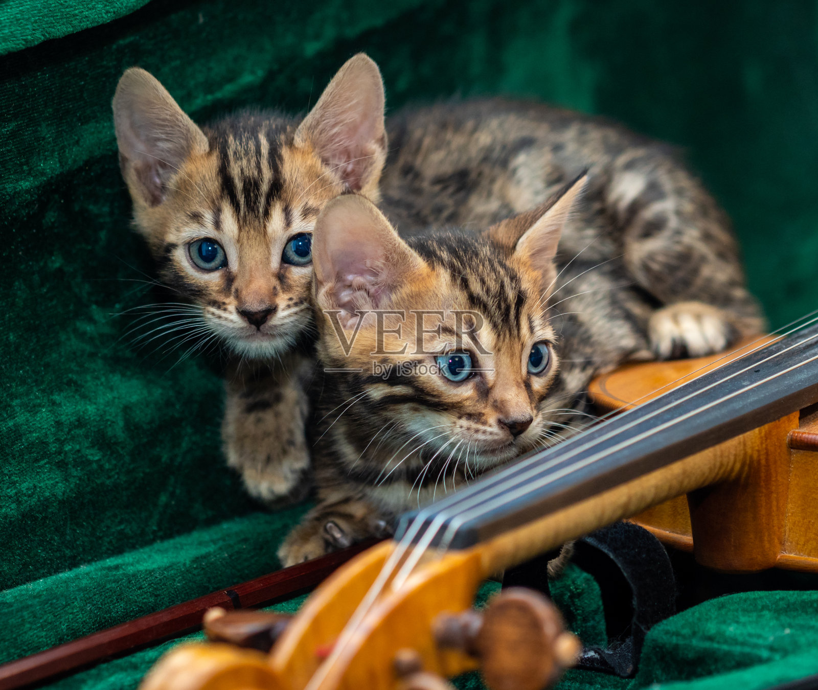 两只孟加拉小猫正坐在钢琴上照片摄影图片