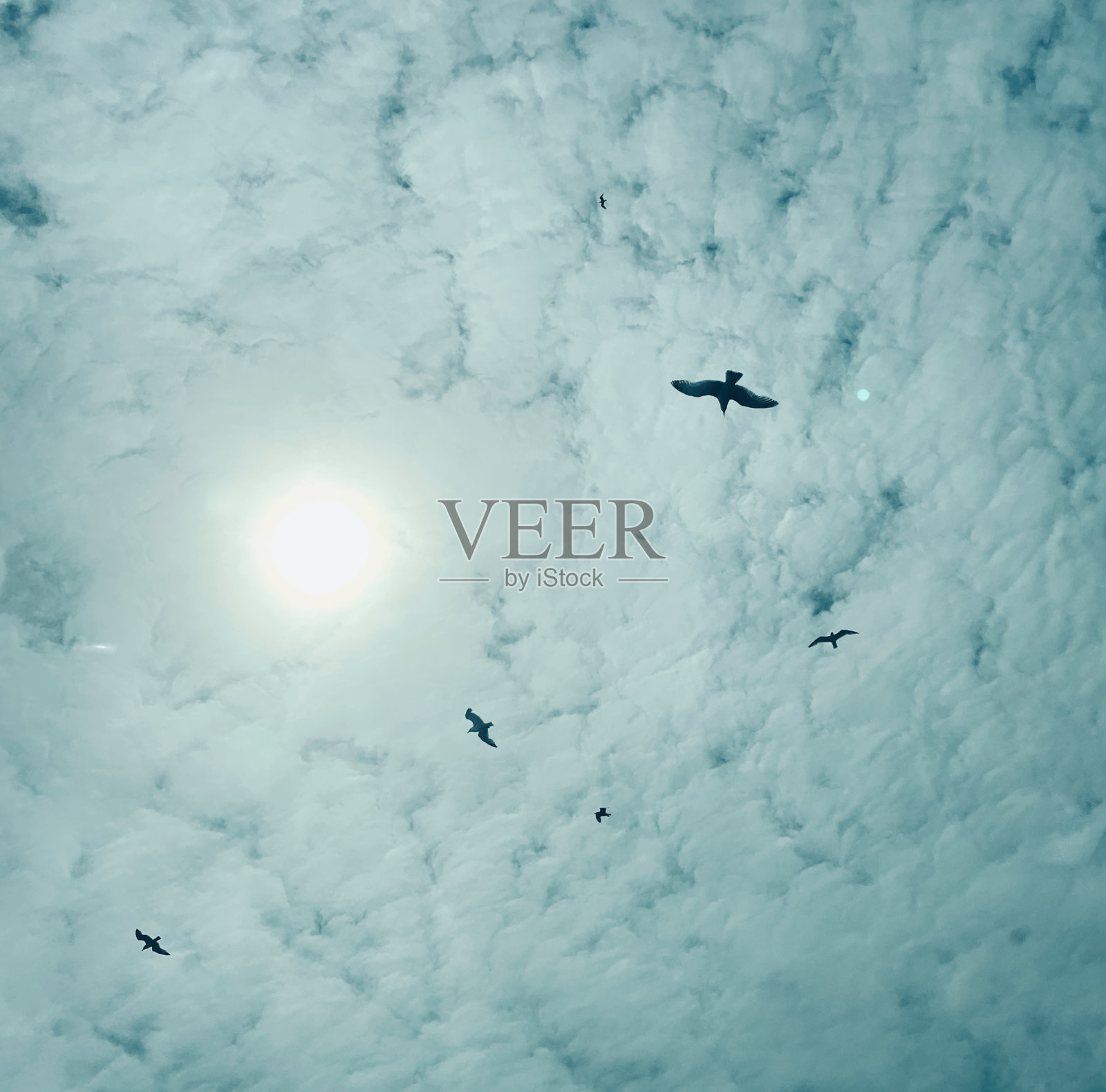 海鸥在英国飞行的剪影照片摄影图片