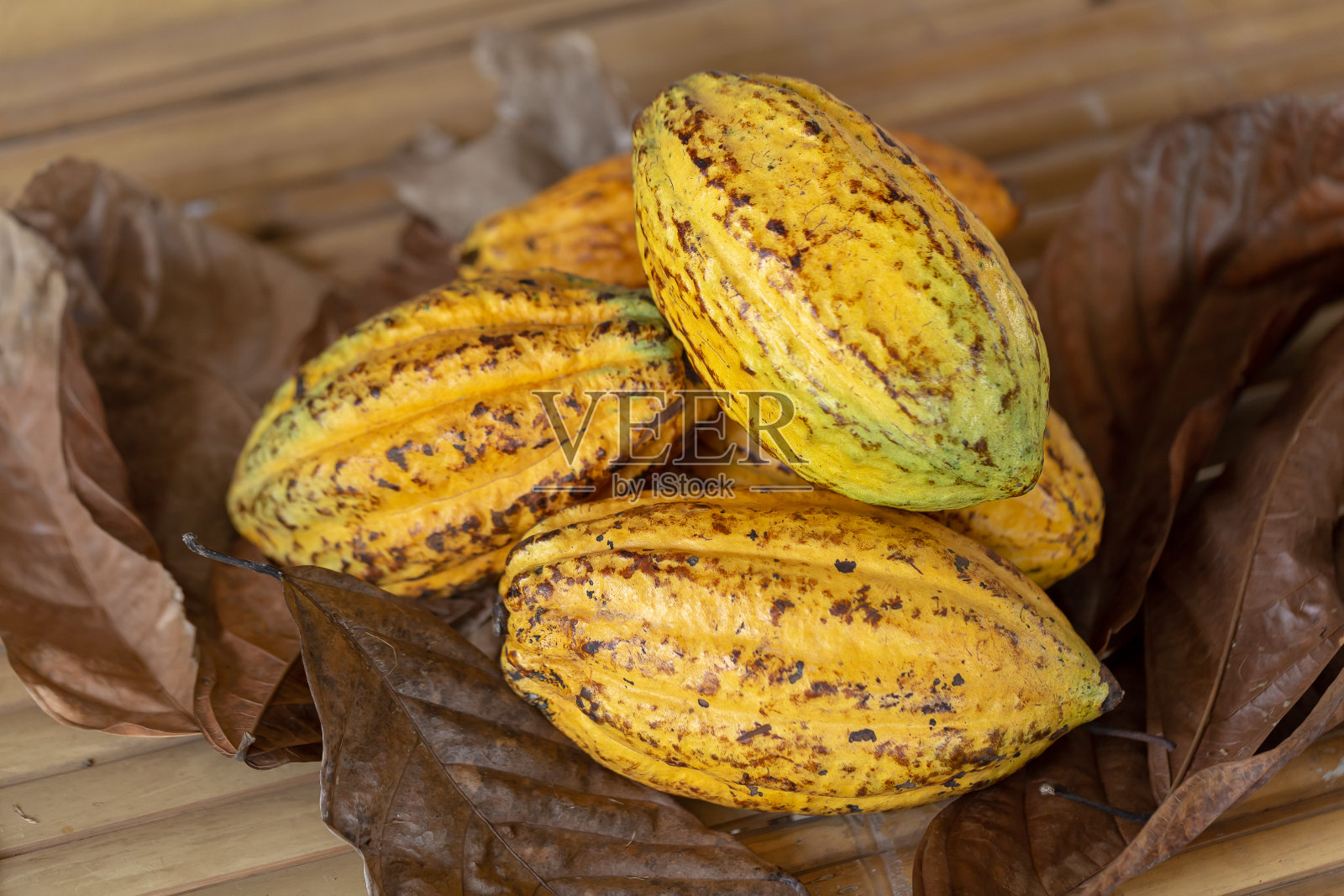 可可果，生可可豆和可可豆荚背景照片摄影图片