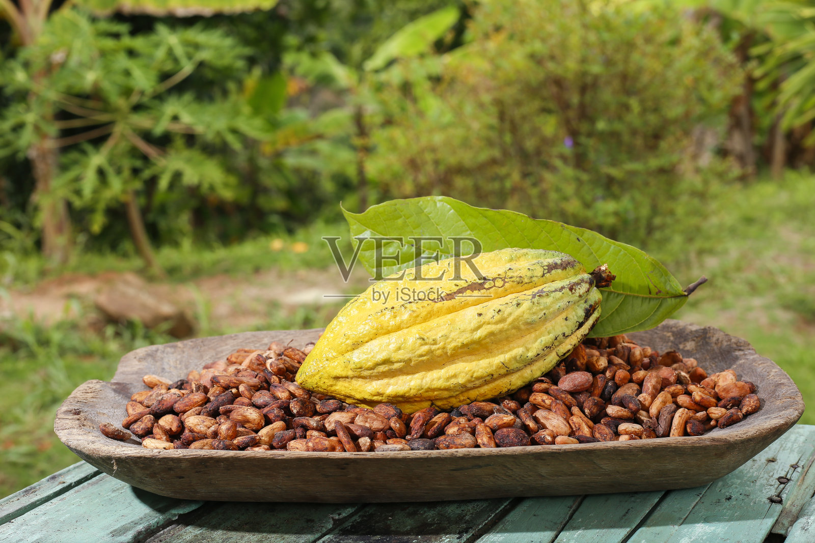 可可豆和水果-可可树的图像，特写图像照片摄影图片