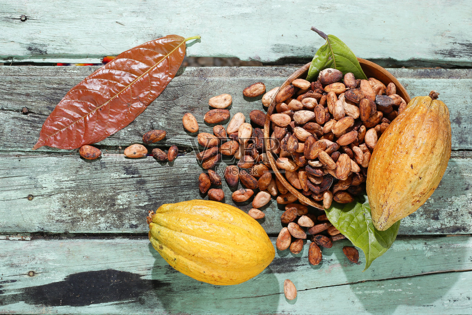 可可豆和水果-可可树的图像，特写图像照片摄影图片