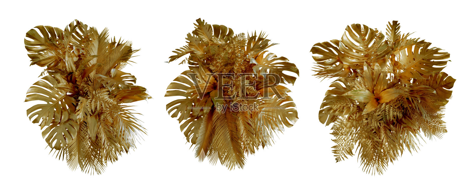 金叶热带植物灌木(Monstera，棕榈树，橡胶植物，松树，燕窝蕨)花卉布置室内花园自然背景孤立在白色背景泰国，修剪小路。照片摄影图片