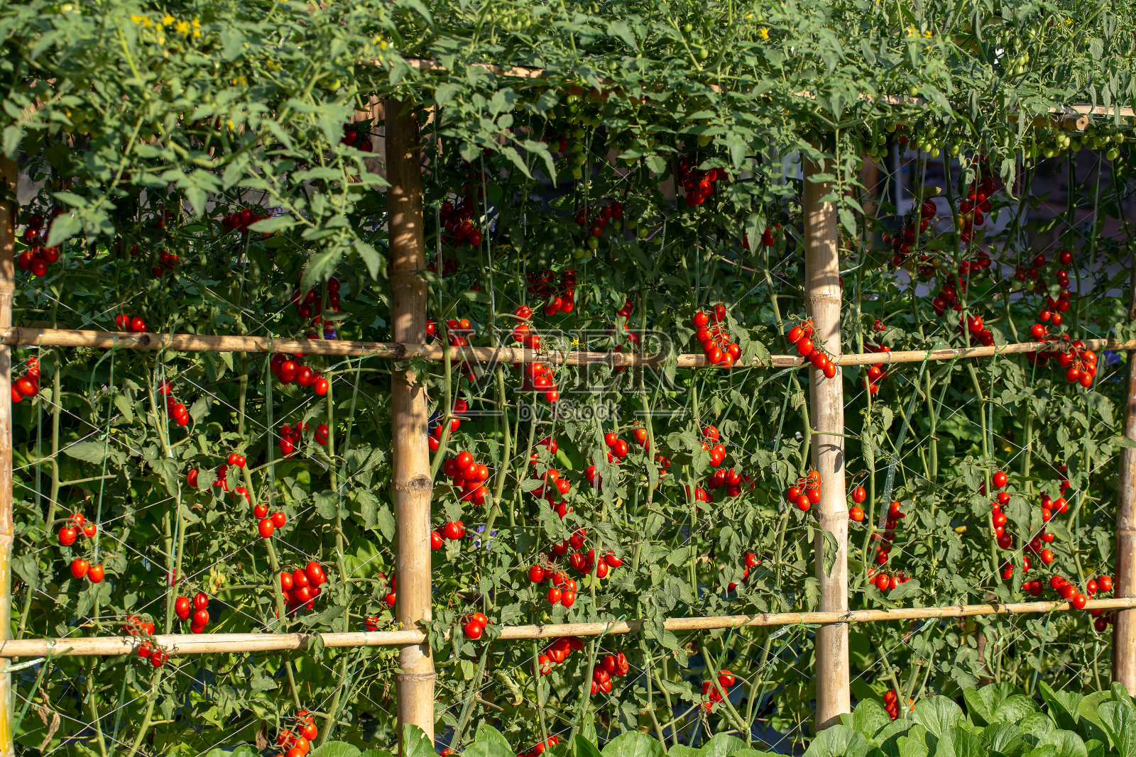成熟的红番茄挂在花园里的番茄树上照片摄影图片