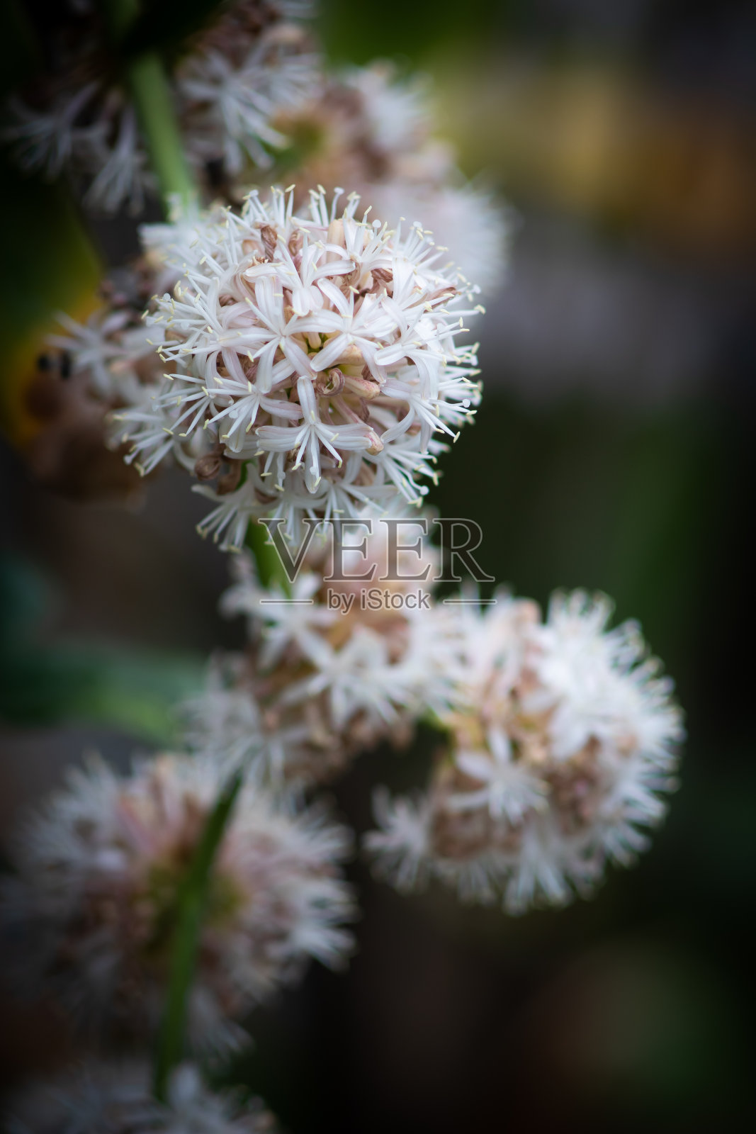 特写，自然光线下的龙血树花，背景照片摄影图片