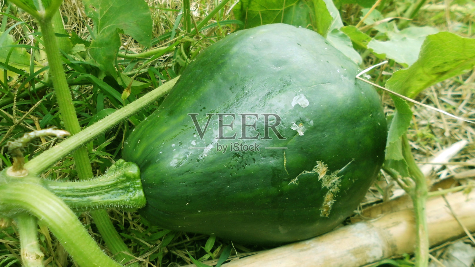 大型有机南瓜果农生态照片摄影图片