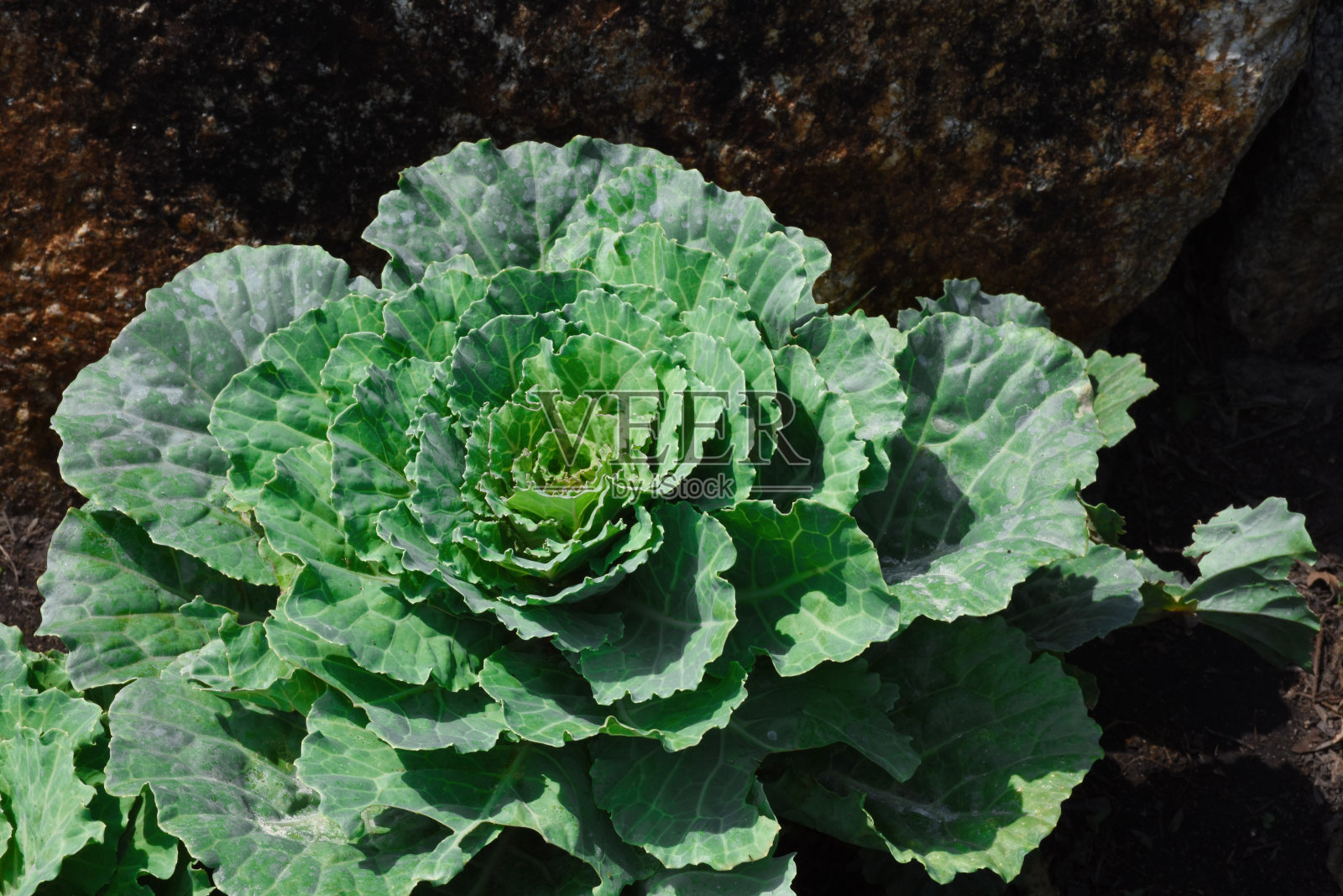 卷心菜自然生长。照片摄影图片