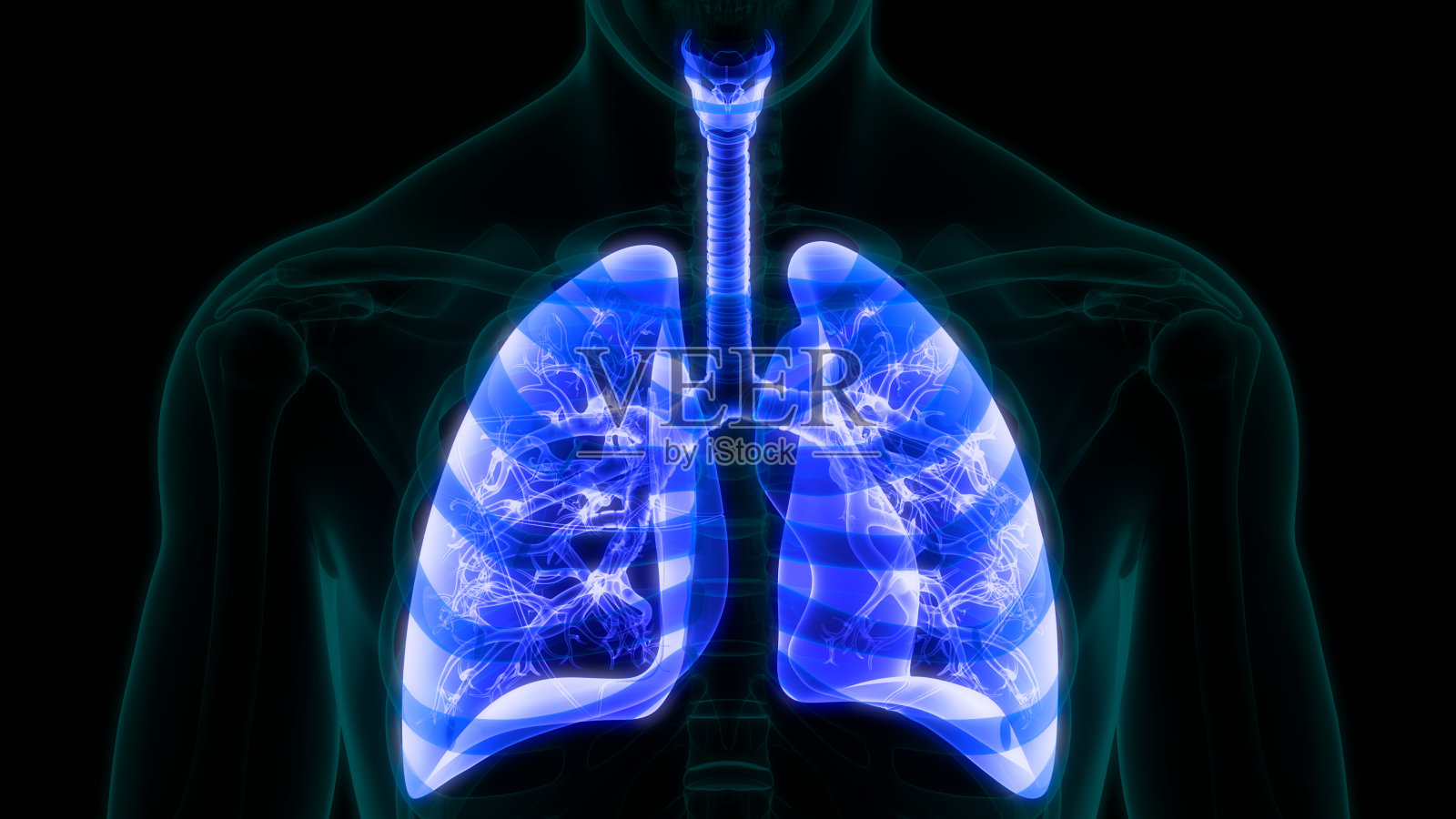 人体呼吸系统及肺解剖学照片摄影图片