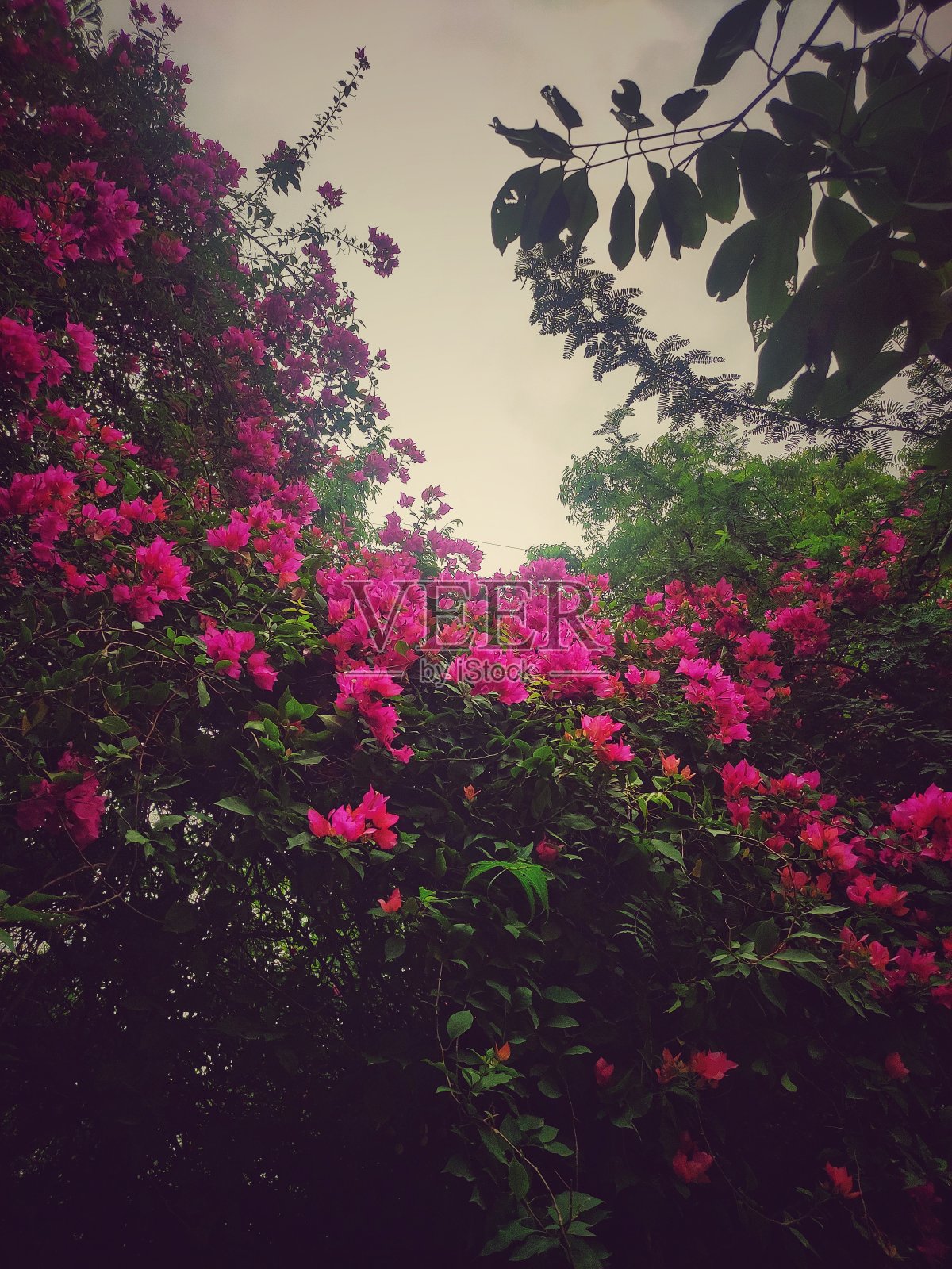 九重葛照片摄影图片