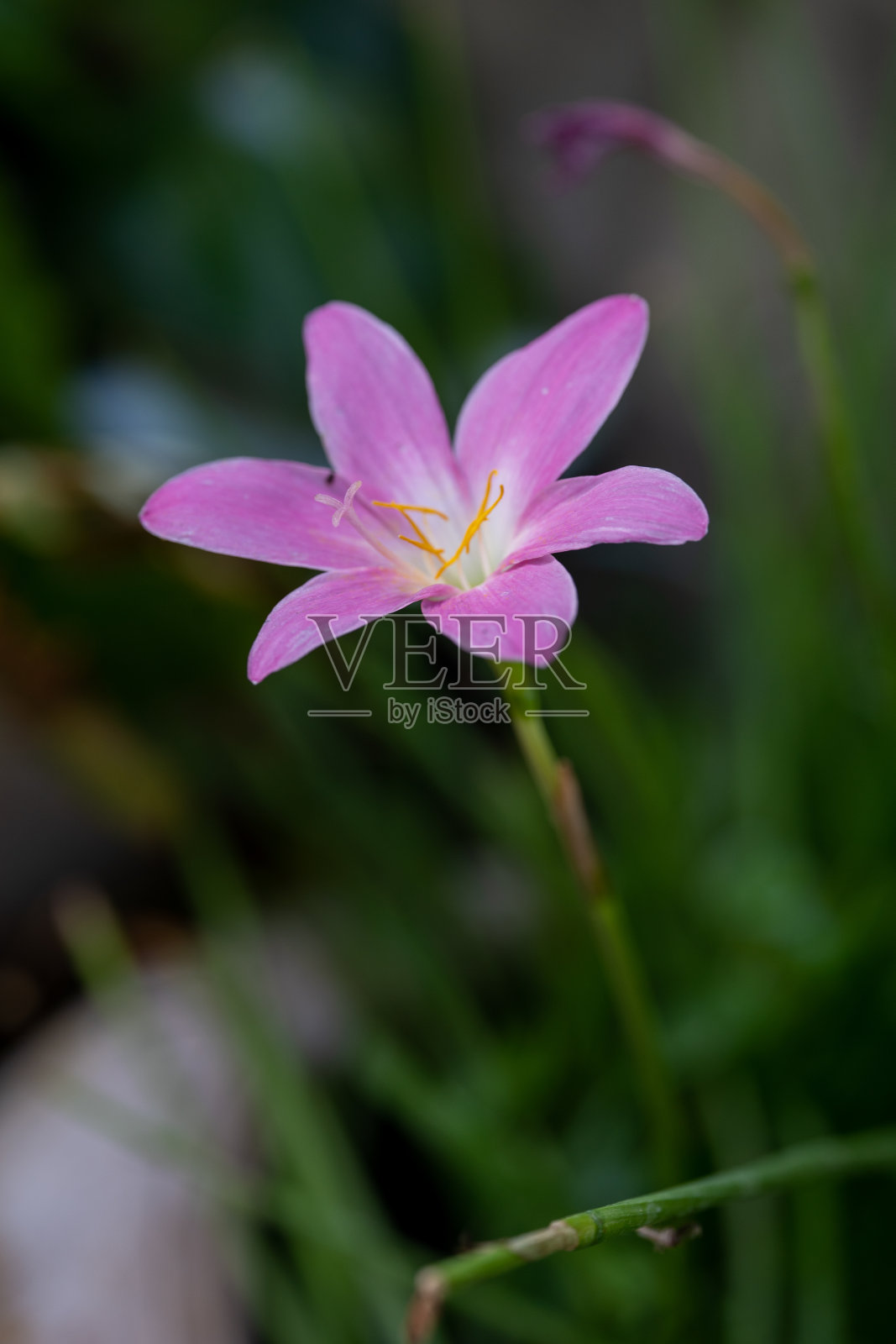 近距离宏盛开的紫色花朵。复古的粉色淡紫色照片与温暖不寻常的颜色在自然模糊的背景。照片摄影图片