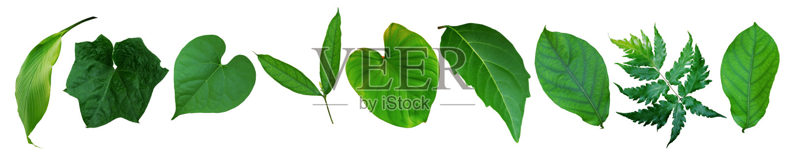 一套绿叶和热带植物的叶子在白色的背景设计元素，平铺。剪切路径照片摄影图片