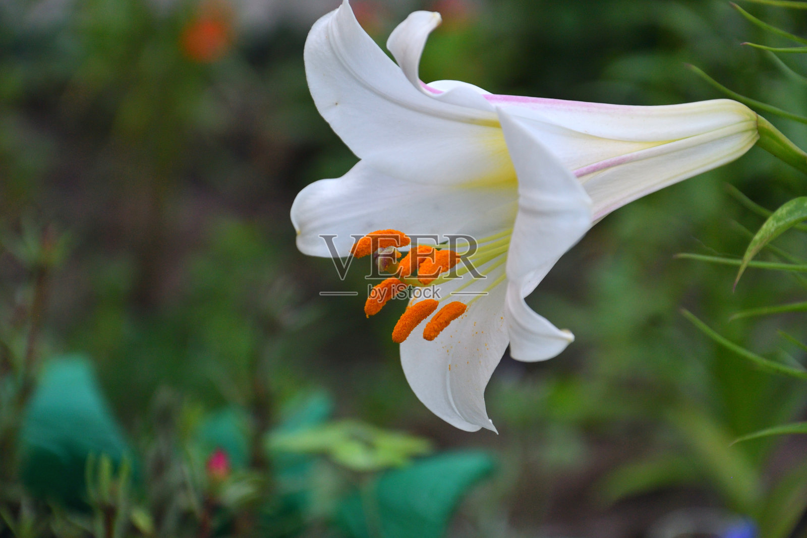 莉莉(Lat。LÃ-lium)它是百合属植物的一个属。白色百合科)照片摄影图片