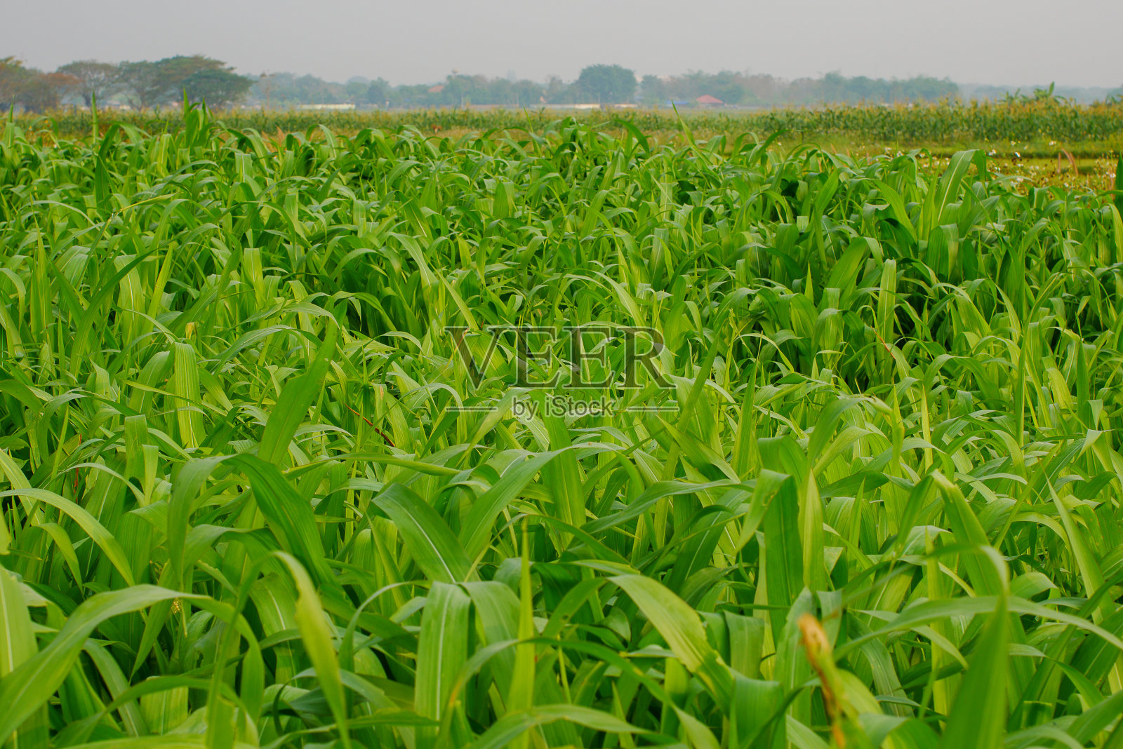 玉米地，玉米地在晨曦中照片摄影图片