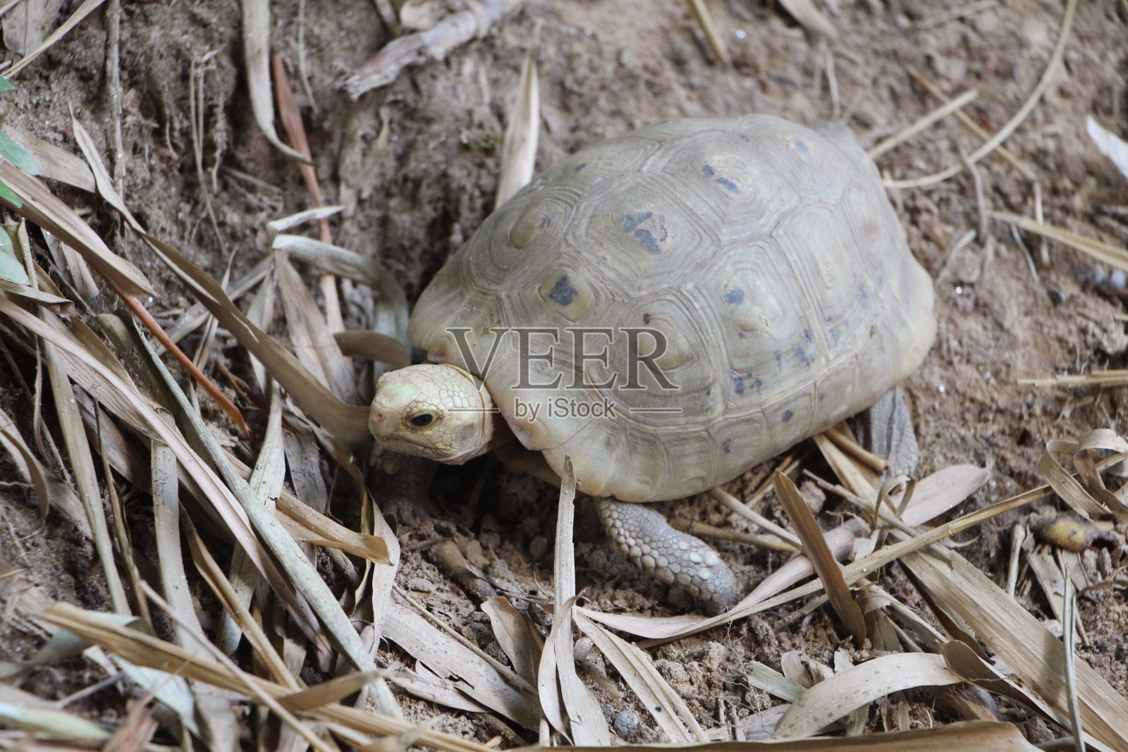 自然界中细长的乌龟照片摄影图片