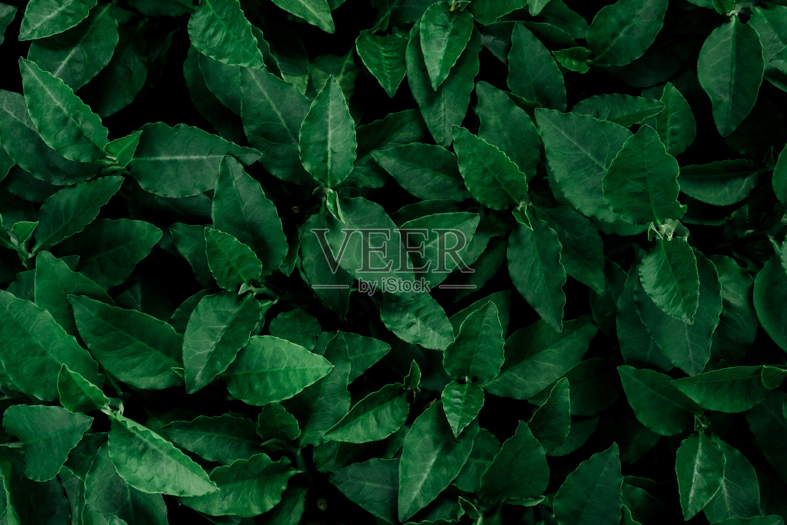 热带树叶，抽象的绿叶纹理，自然背景照片摄影图片