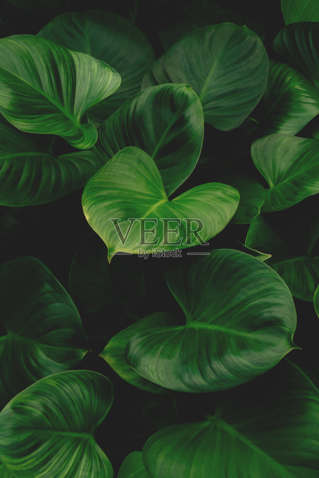 热带树叶，抽象的绿叶纹理，自然背景照片摄影图片