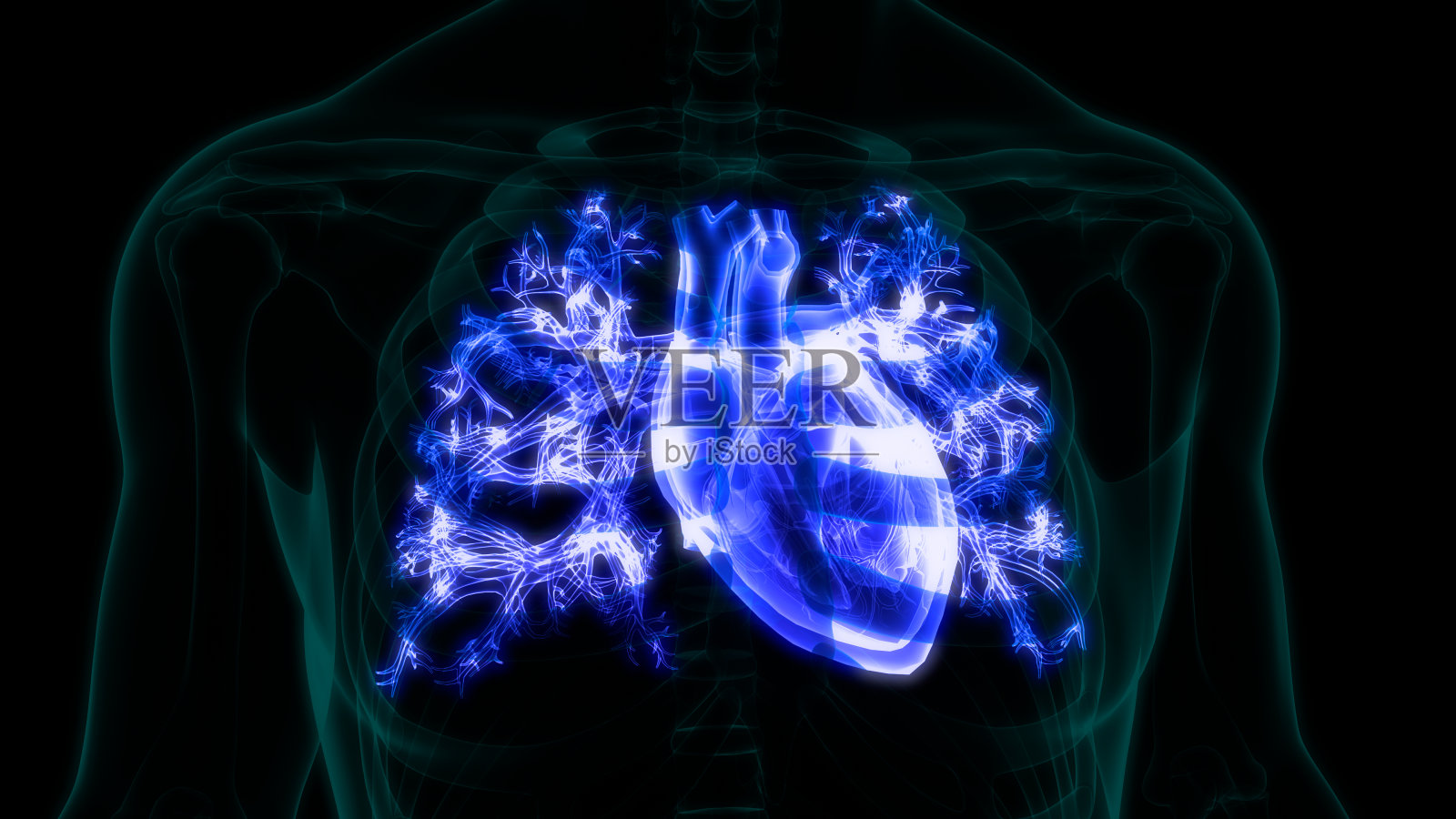 人体循环系统心脏解剖照片摄影图片