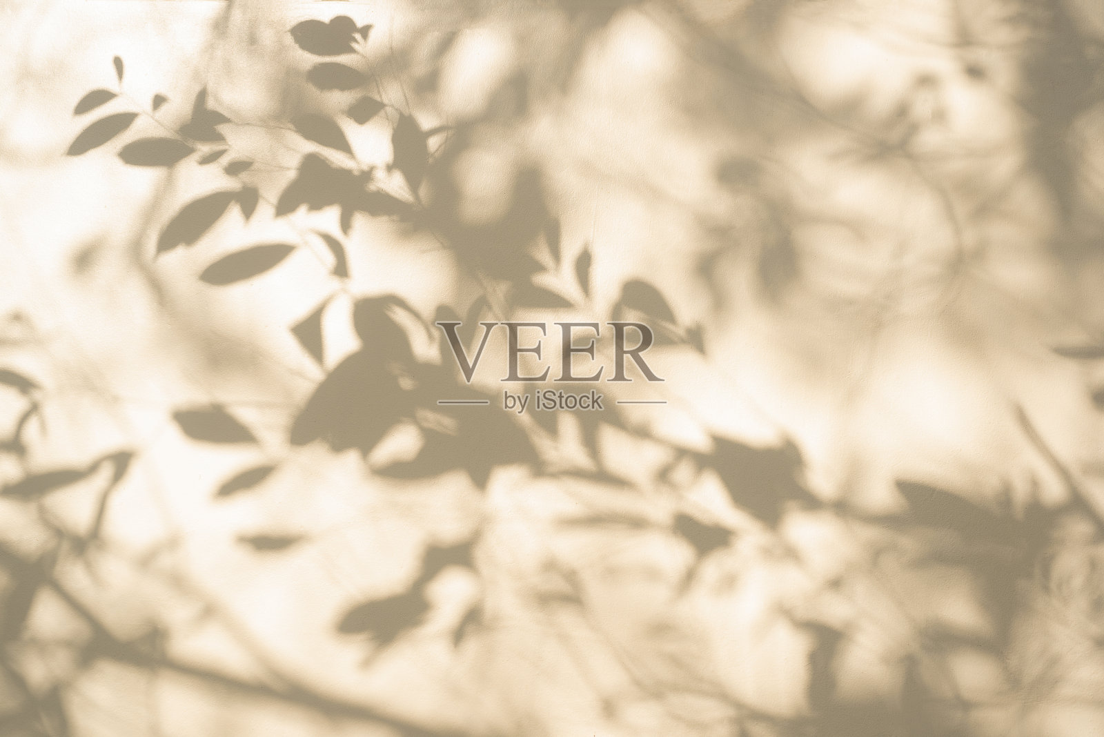 白色墙壁上灰色的叶子影子。抽象中性概念背景照片摄影图片