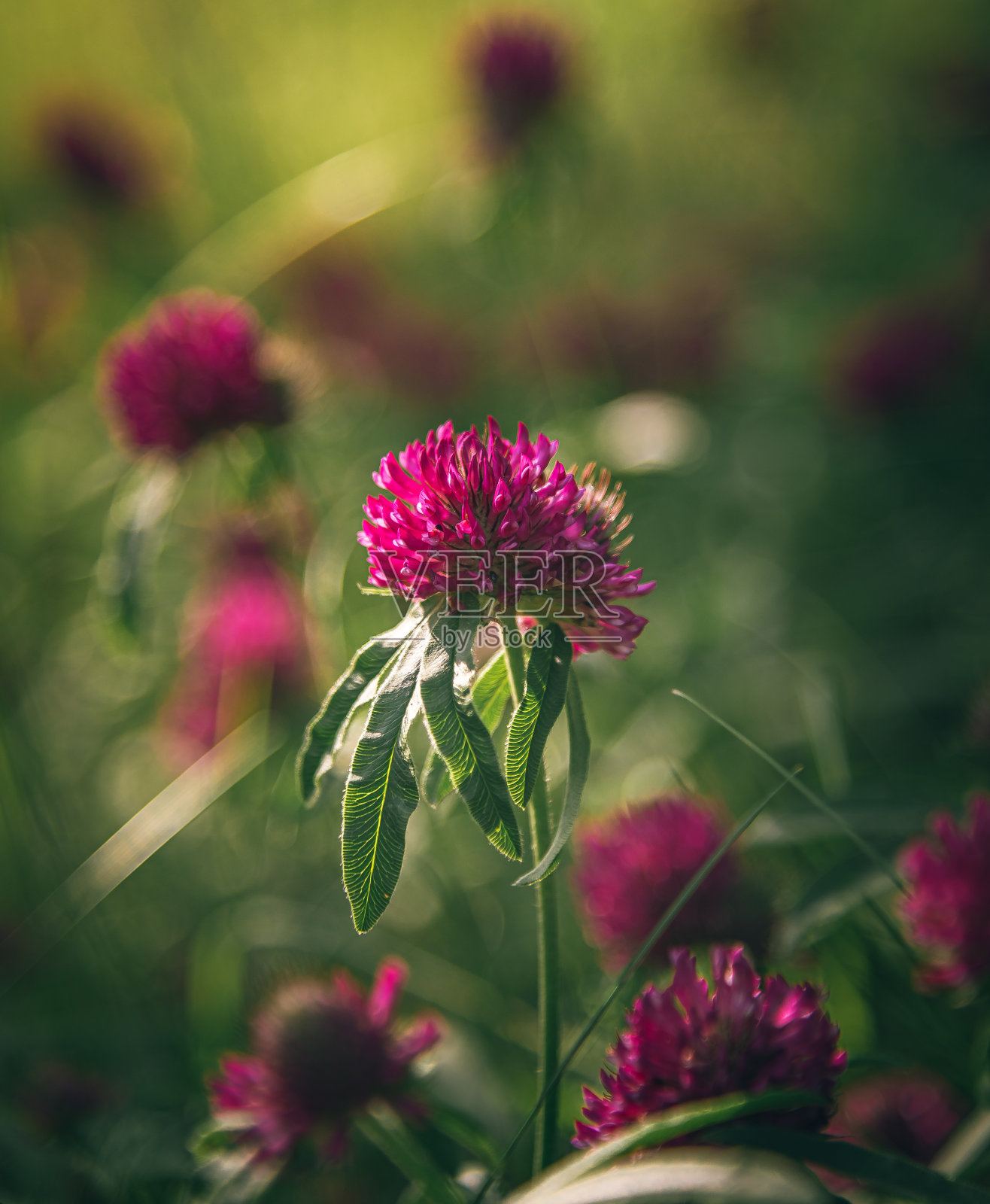 野花照片摄影图片