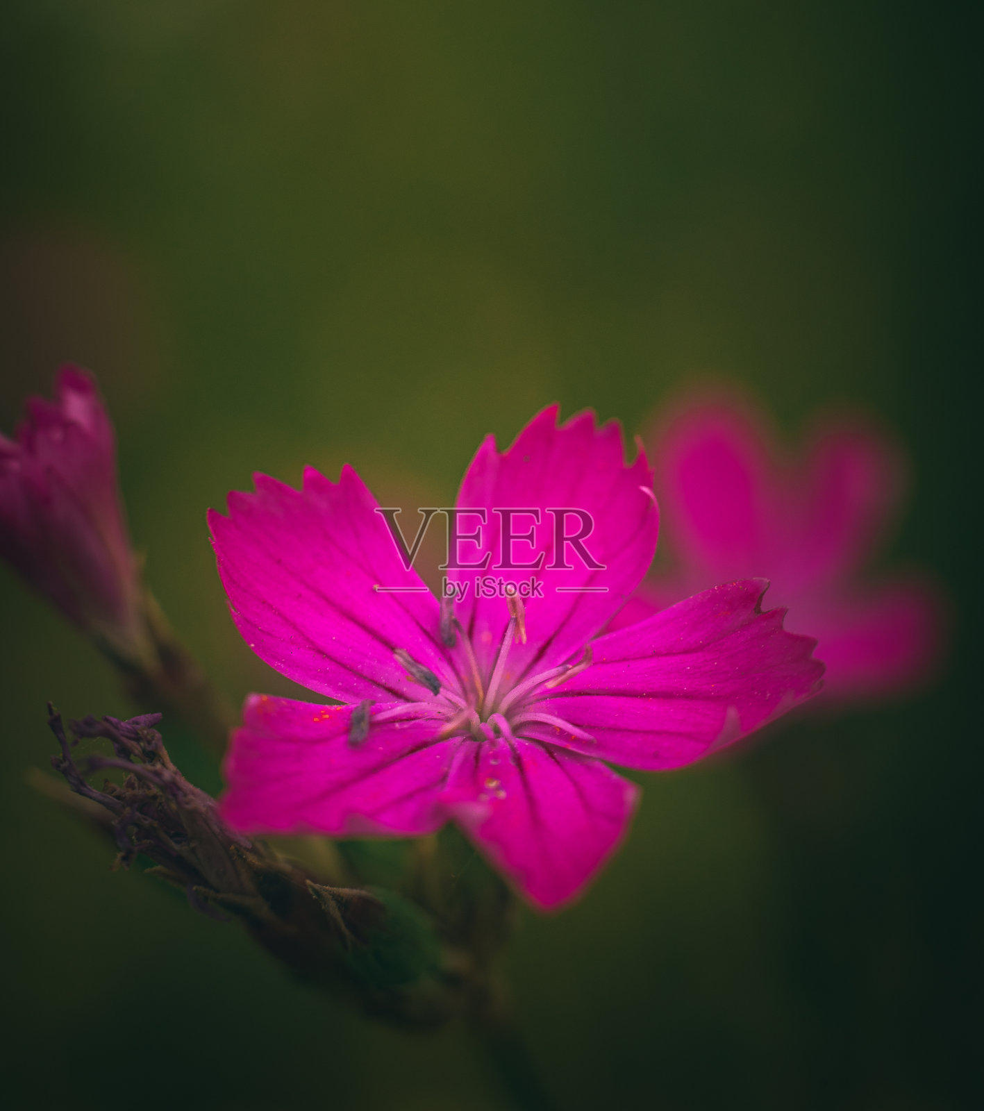 野花照片摄影图片