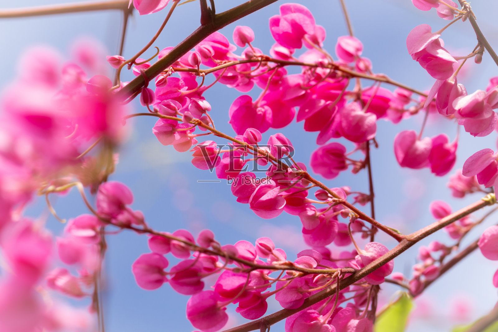 阳光灿烂的天空背景上，粉红色的爱情链花。照片摄影图片