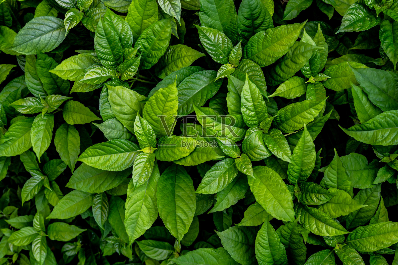 绿色的树叶照片摄影图片