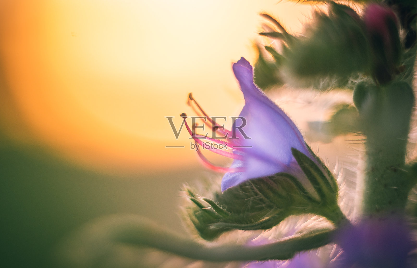 野花照片摄影图片