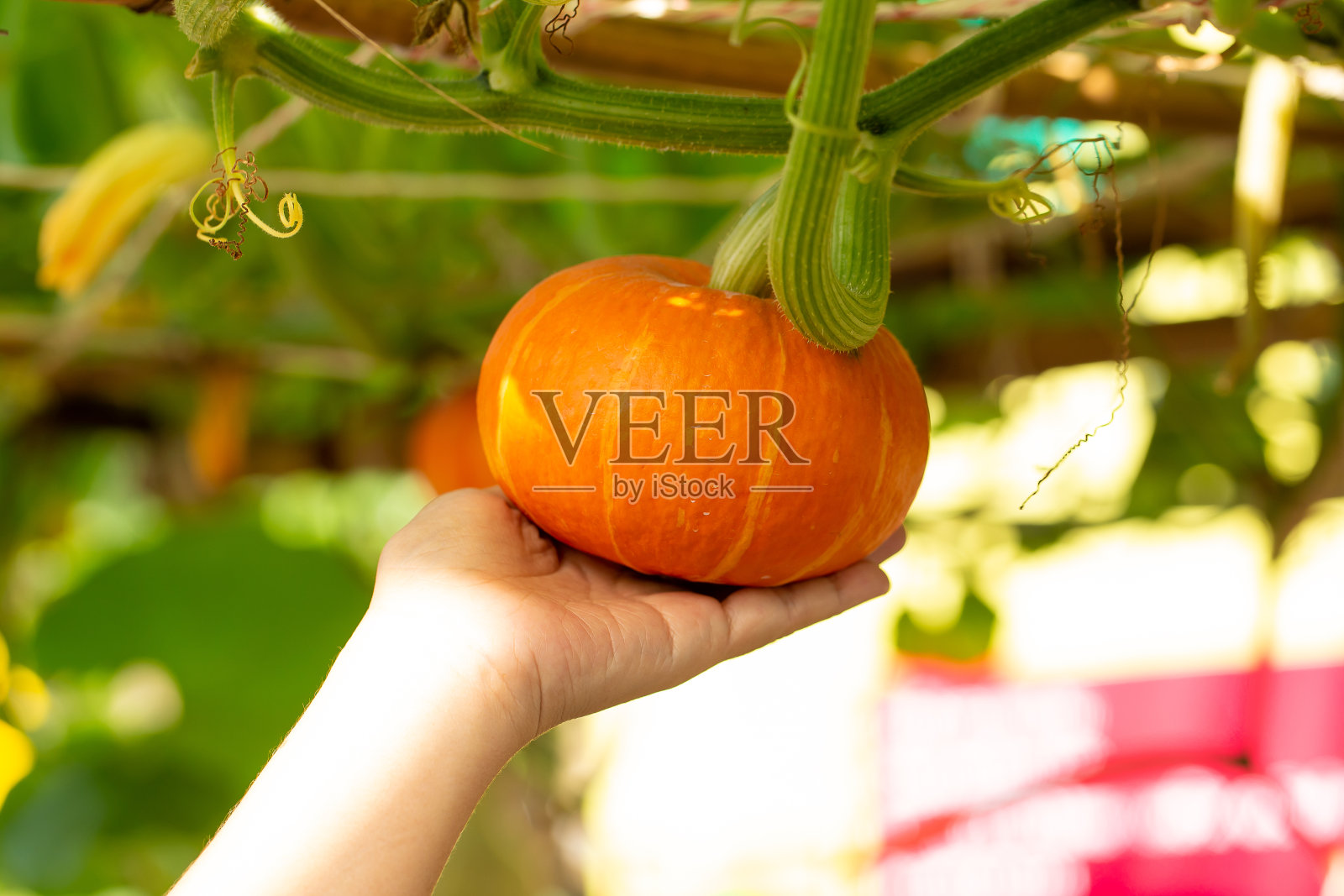 南瓜挂在花园里的竹篱笆上照片摄影图片