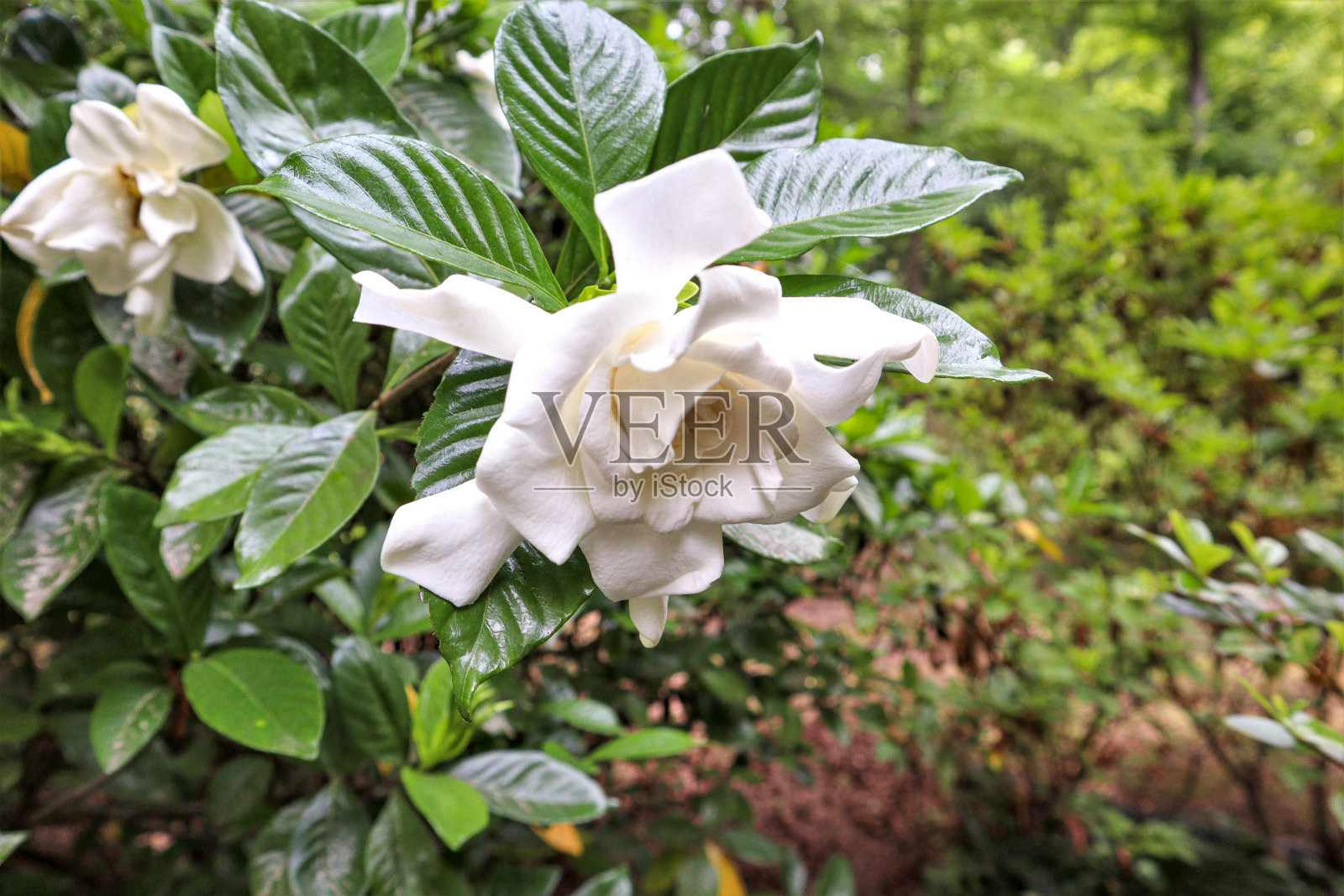 栀子花点头照片摄影图片