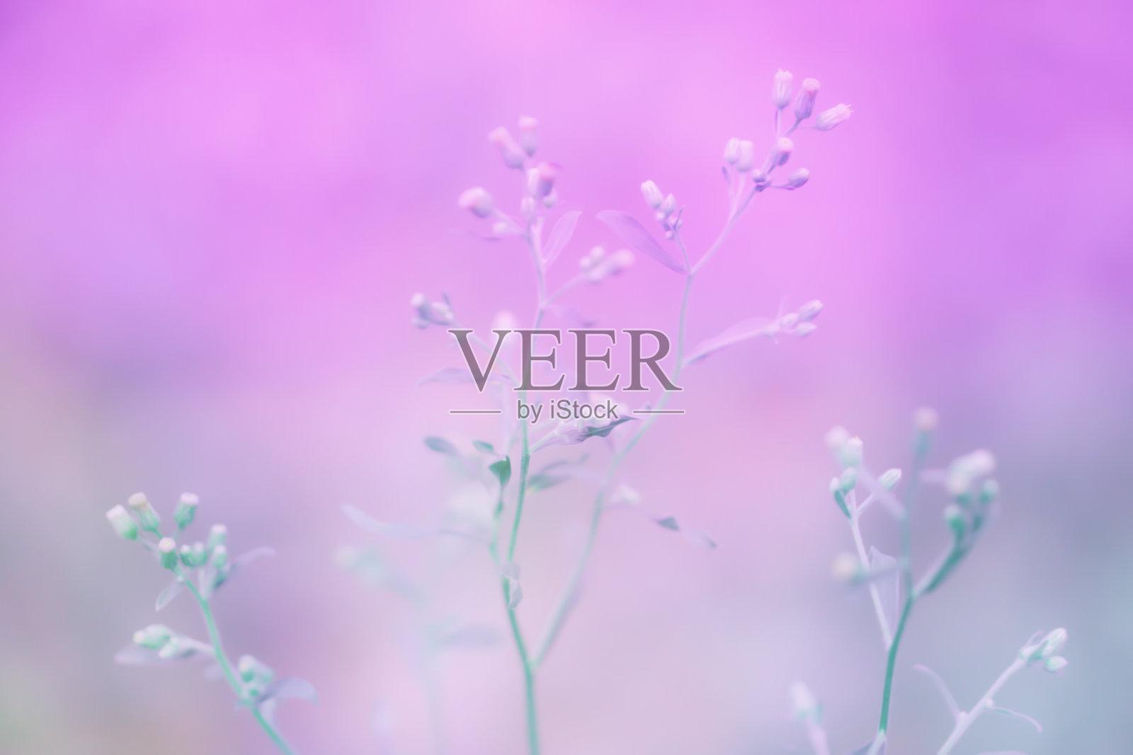 软焦点草花自然户外照片放松背景照片摄影图片