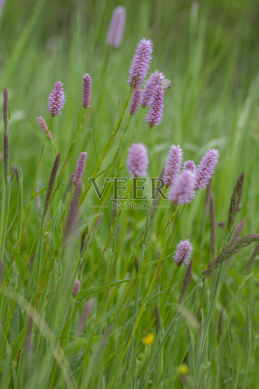 斗鸡草草甸中盛开的欧洲斗鸡草，粉红色草甸中开花的蛇根草植物在绿草中照片摄影图片