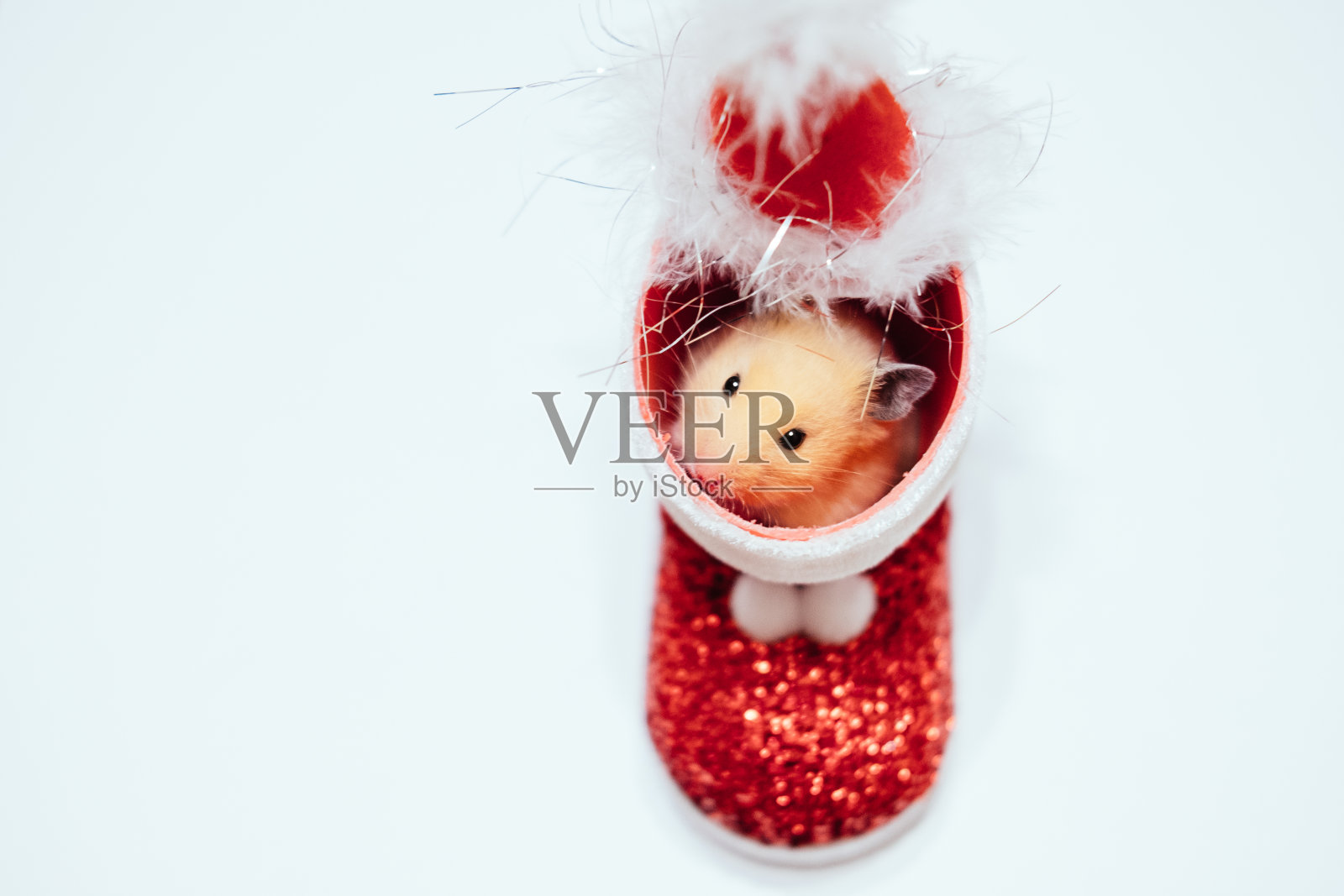 圣诞老人靴子里的仓鼠照片摄影图片