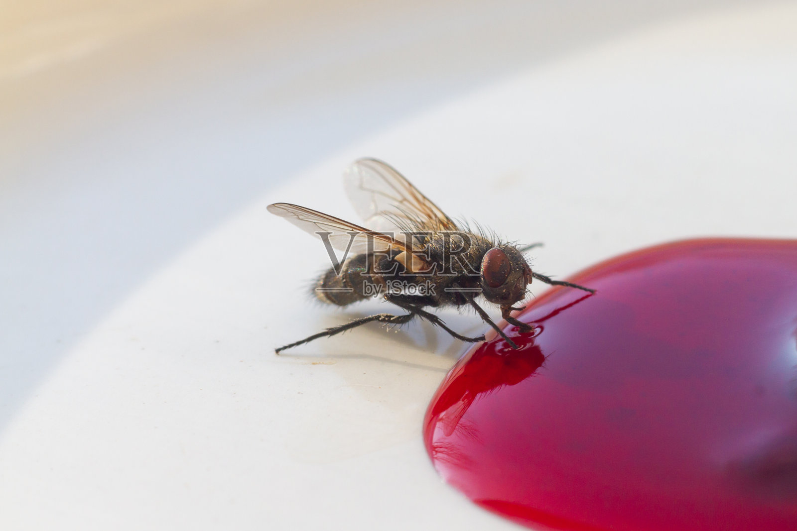 一只苍蝇正在吃洒出来的甜果酱照片摄影图片