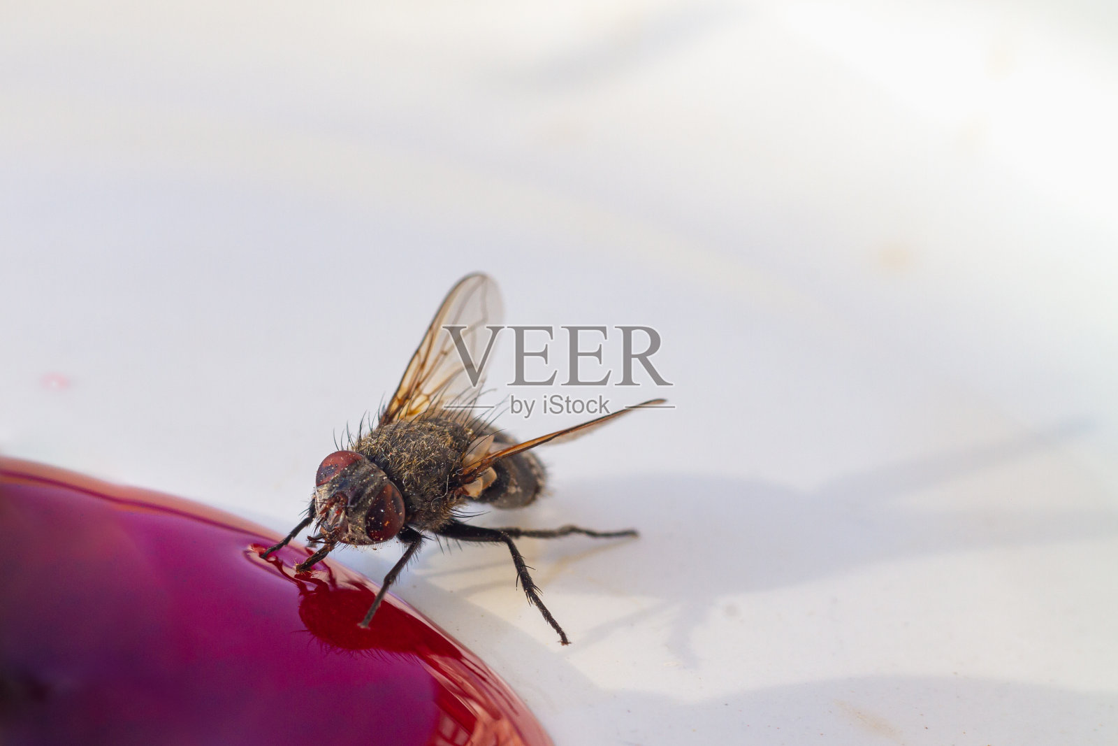 一只苍蝇正在吃洒出来的甜果酱照片摄影图片