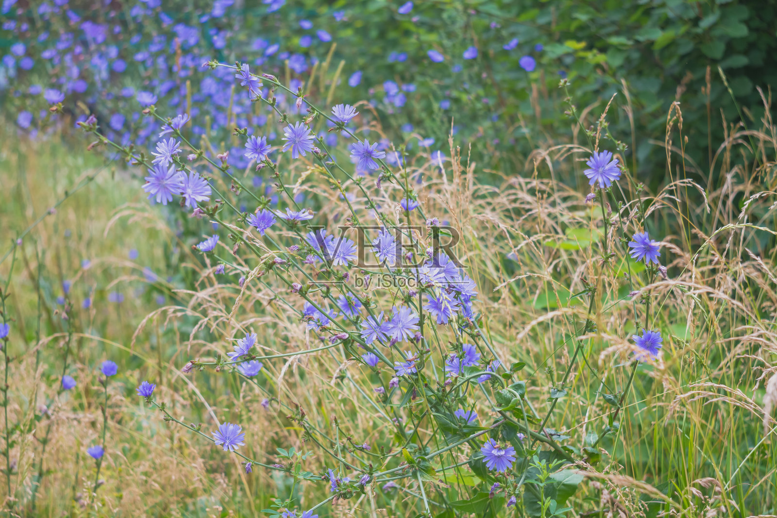 草地上盛开着蓝色的、天蓝色的野咖啡菊苣花照片摄影图片