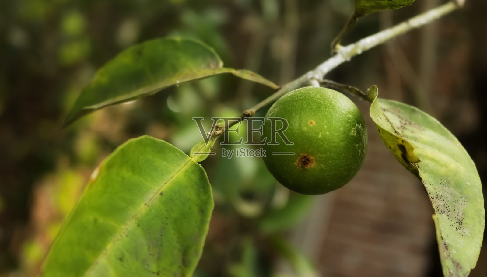 石灰照片摄影图片