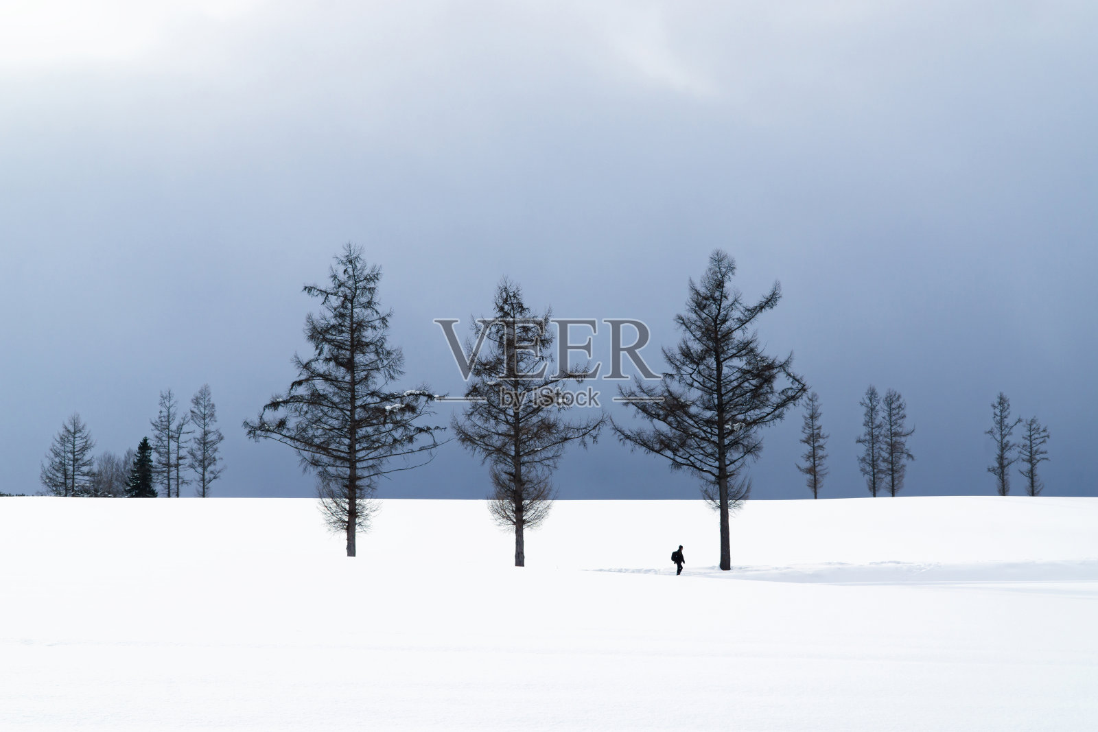 松树上静寂的雪景公路旅行于别镇。照片摄影图片