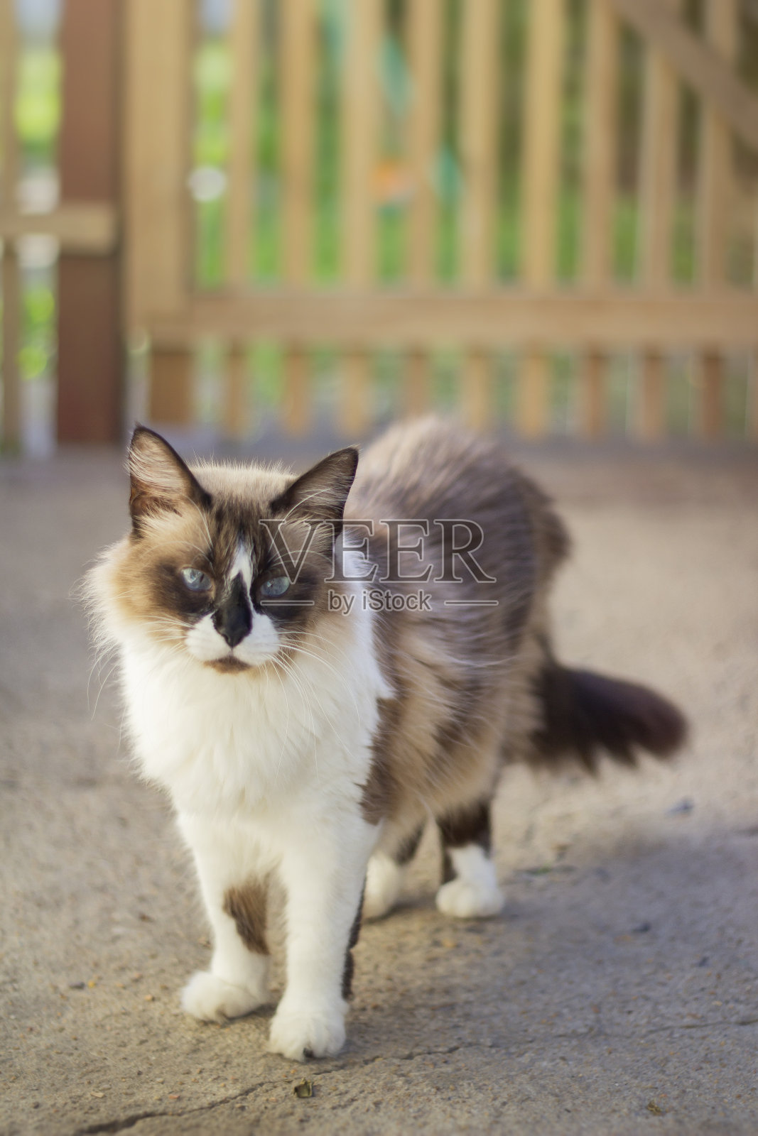 猫照片摄影图片