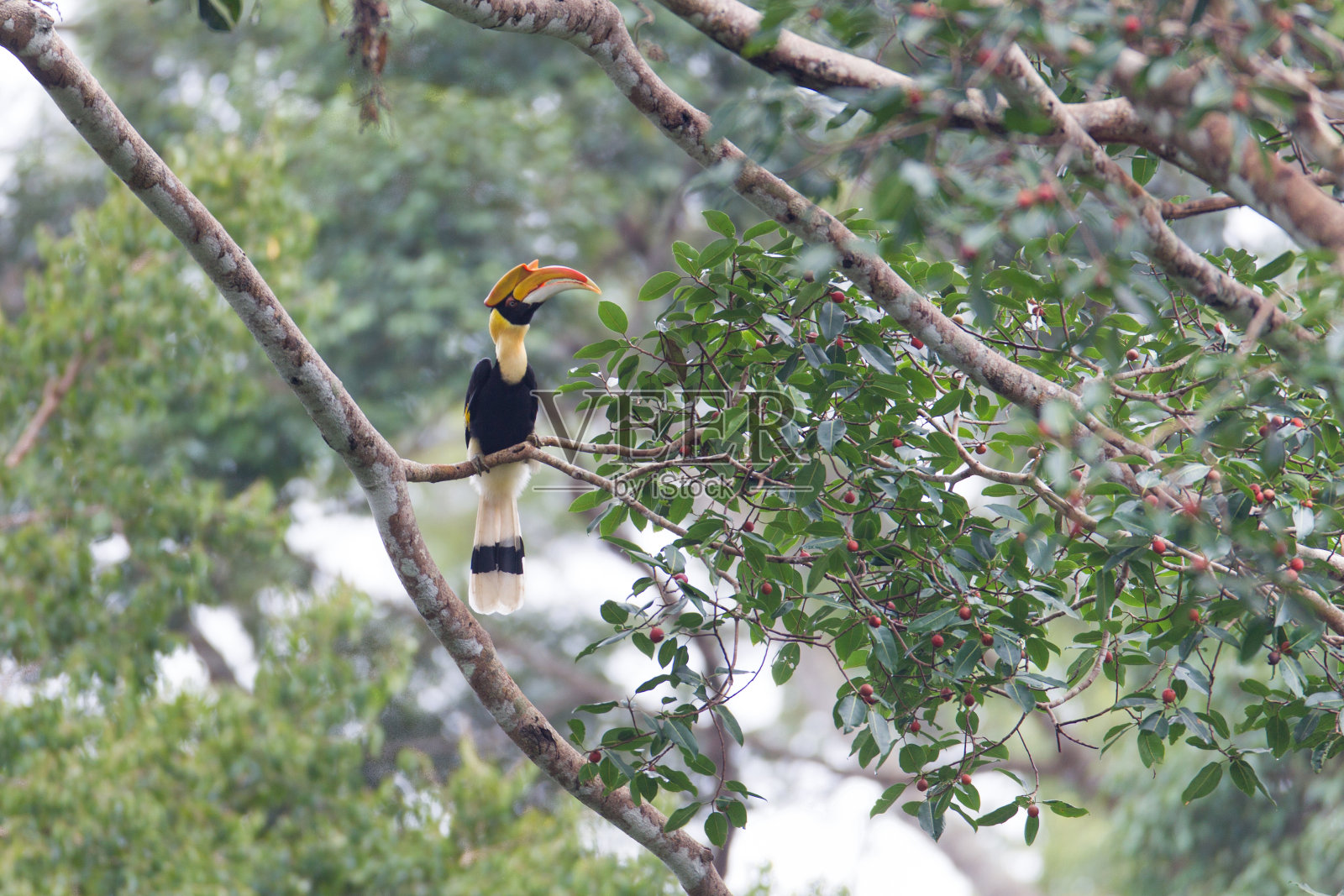 犀鸟:成年雄性大犀鸟、凹盔犀鸟、大印度犀鸟或大花斑犀鸟照片摄影图片