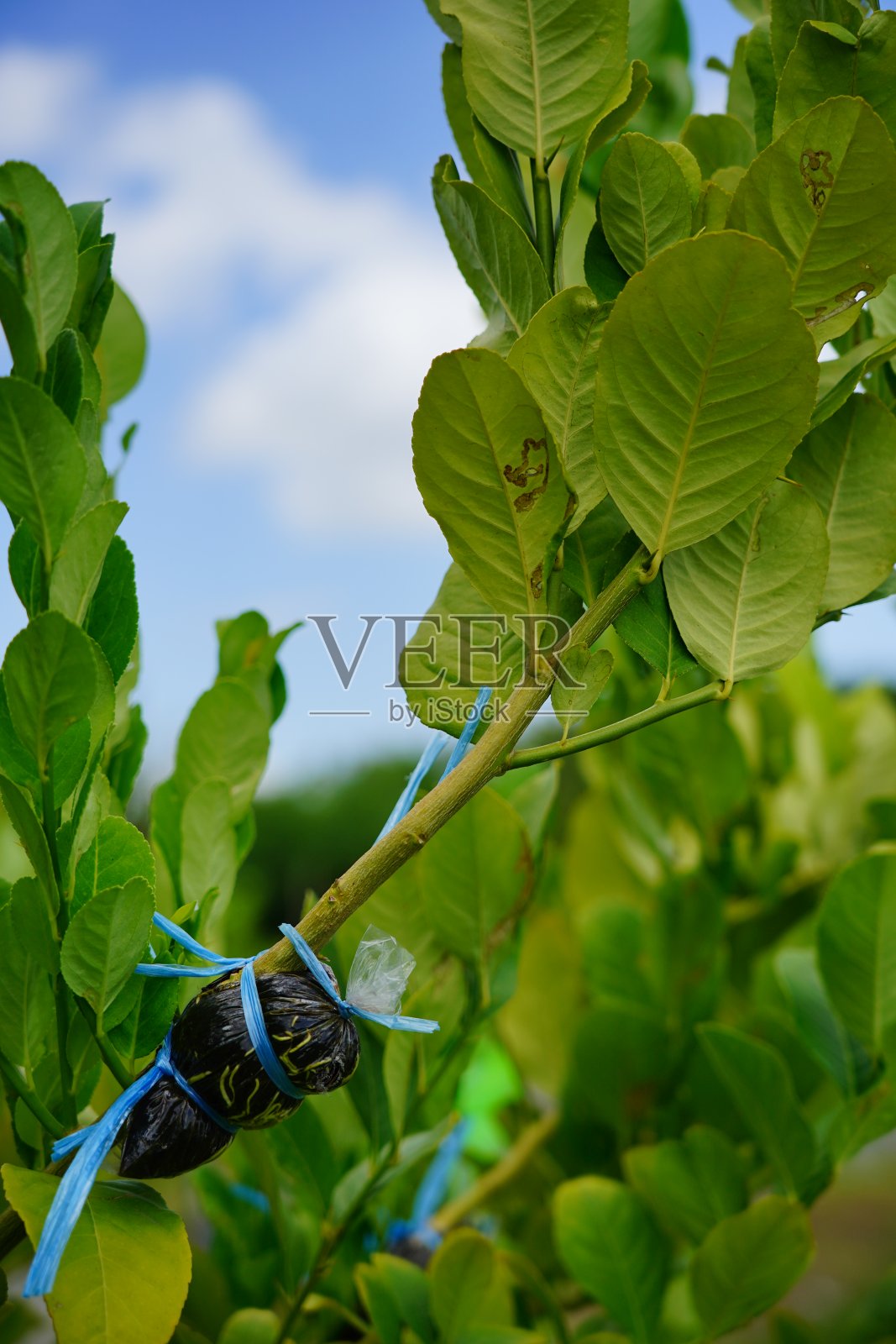 农场嫁接柠檬树枝照片摄影图片