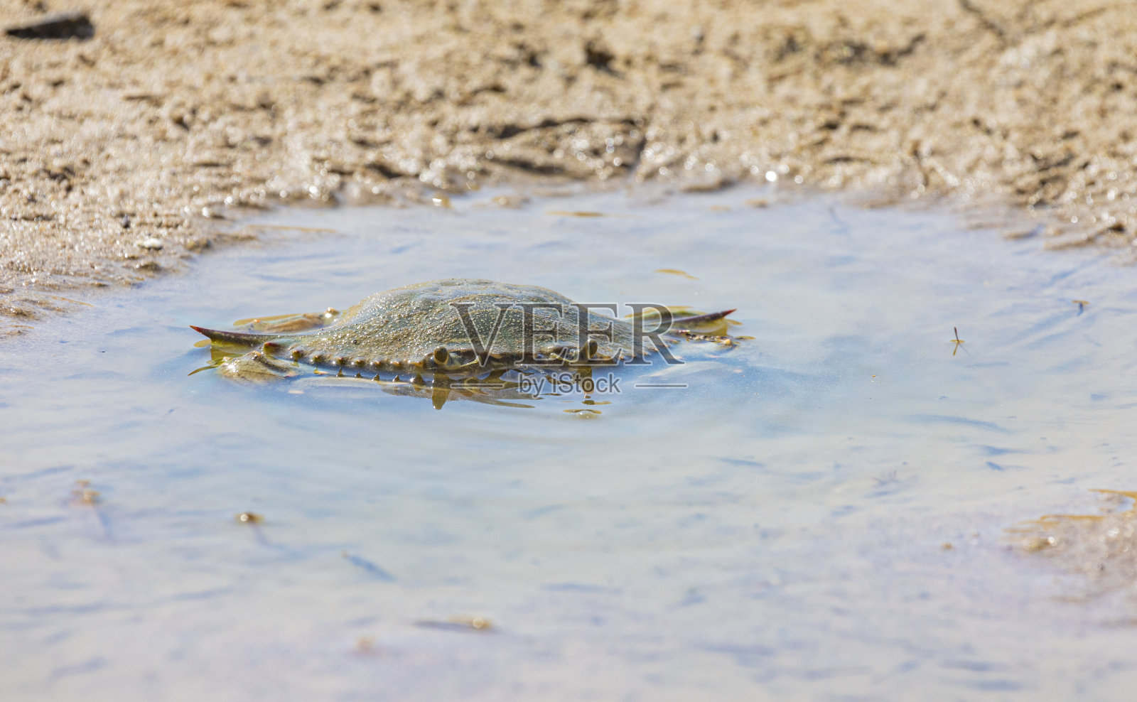 巴塞罗那加瓦海滩上的大西洋蓝蟹照片摄影图片