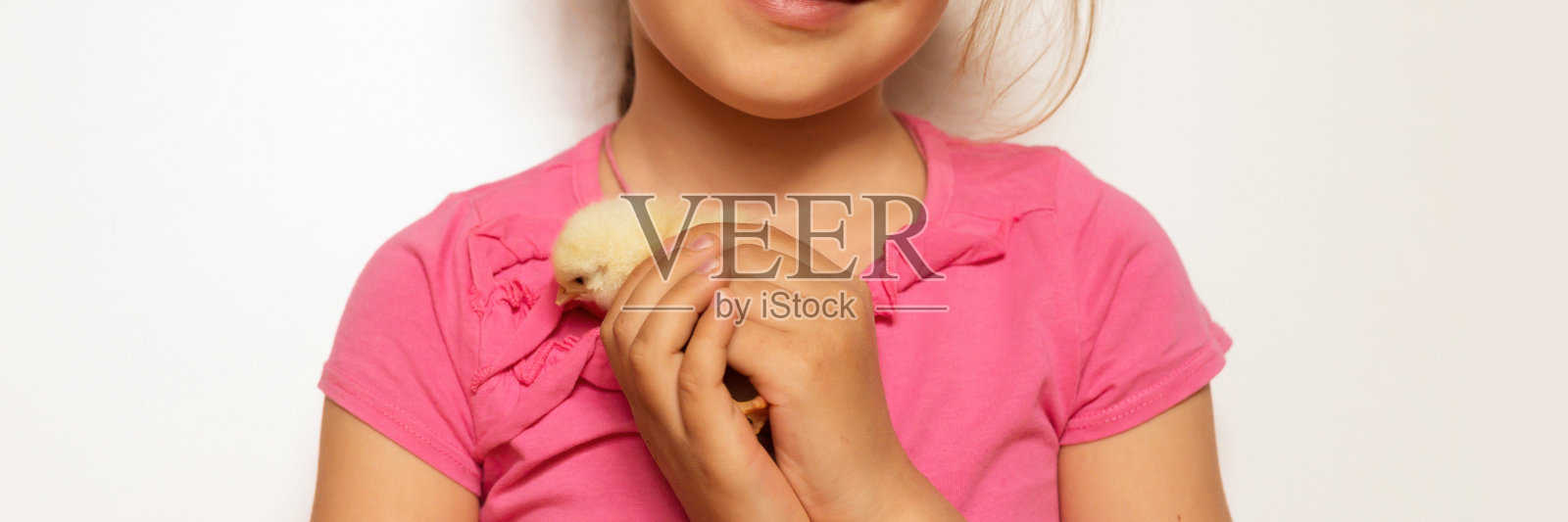 可爱的新生黄色小鸡在孩子的女孩手中。横幅照片摄影图片