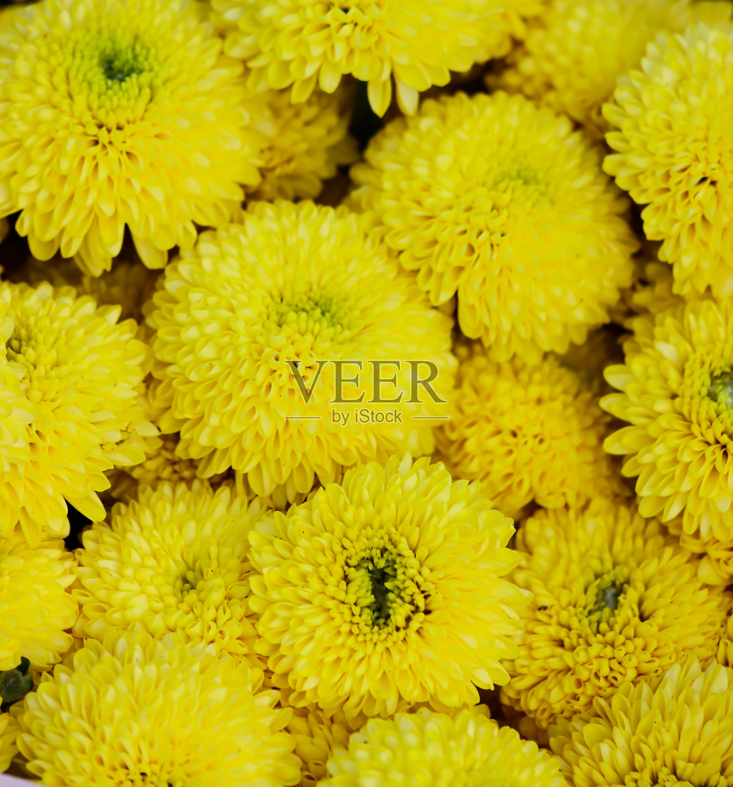 Bunga Krisan在印度尼西亚也被称为seruni。菊花是菊科菊花属的开花植物。用于婚礼鲜花、背景、装饰等照片摄影图片